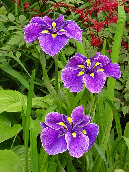 Katy Mendez Japanese Iris, Iris ensata 'Katy Mendez', Monrovia Plant