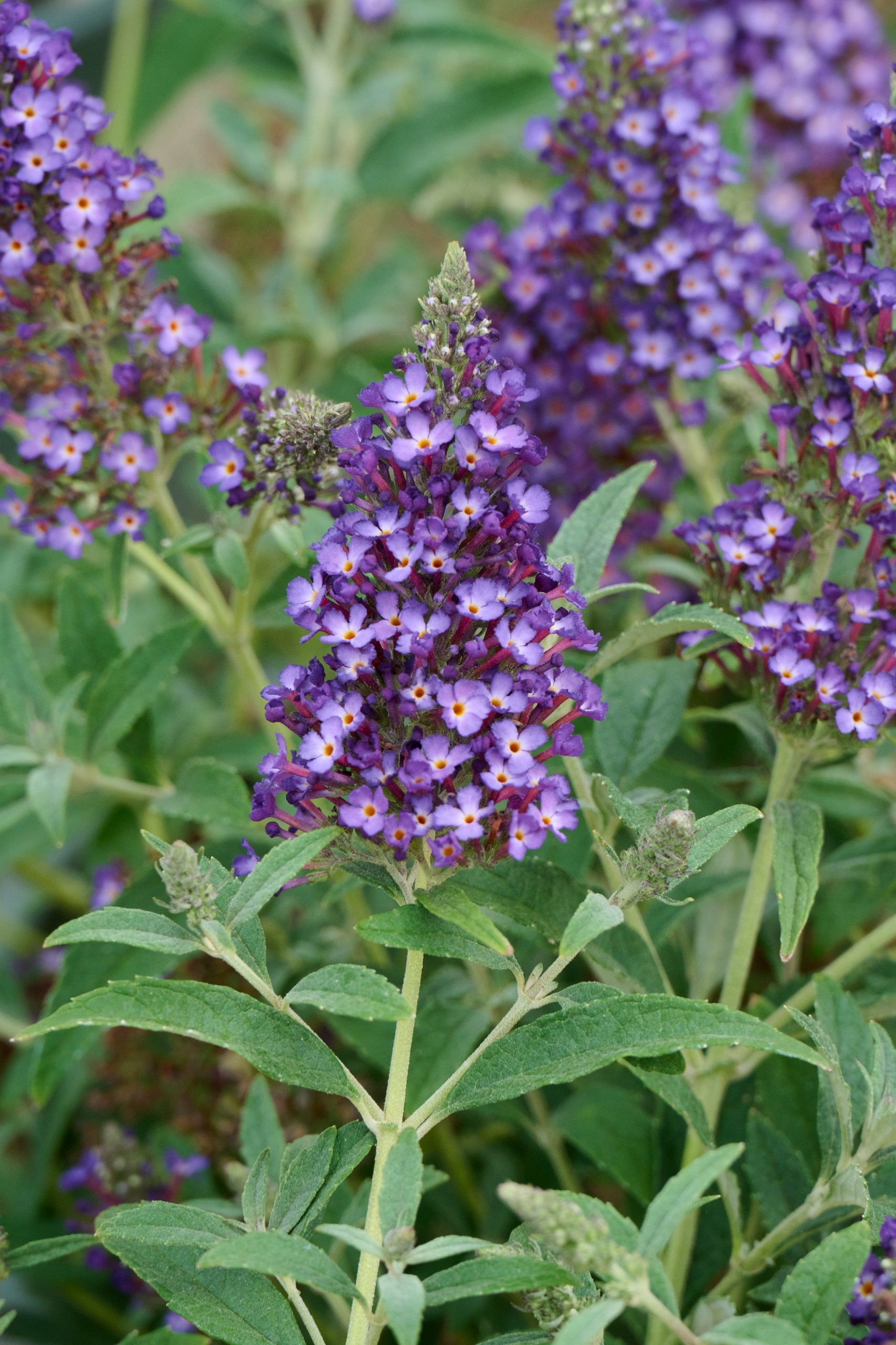 Summer Bird Midnight Blue Butterfly Bush, Monrovia Plant