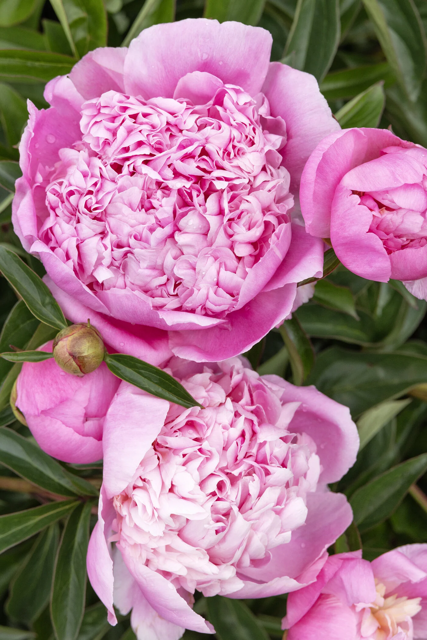peony PET 270円 Lady Orchid Peony, Paeonia hybrid 'Lady Orchid', Monrovia Plant
