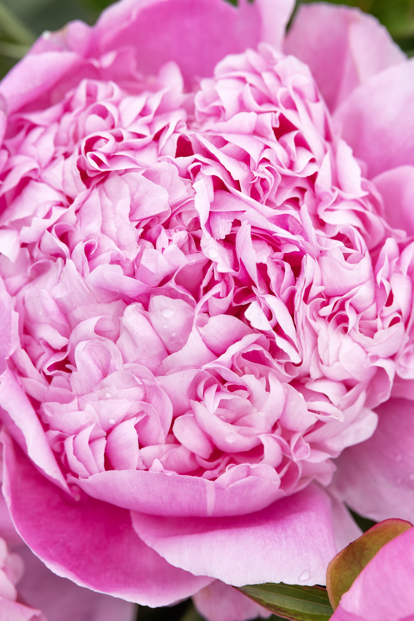 Lady Orchid Peony, Paeonia hybrid 'Lady Orchid', Monrovia Plant