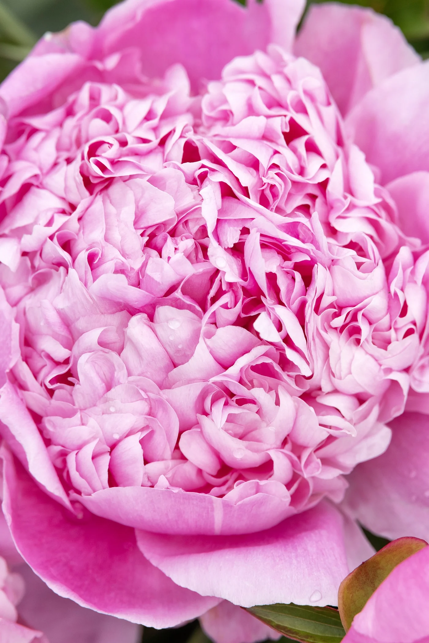 ドッグフード Peony ドッグフード Peony ドッグフード Peony Pick-Your