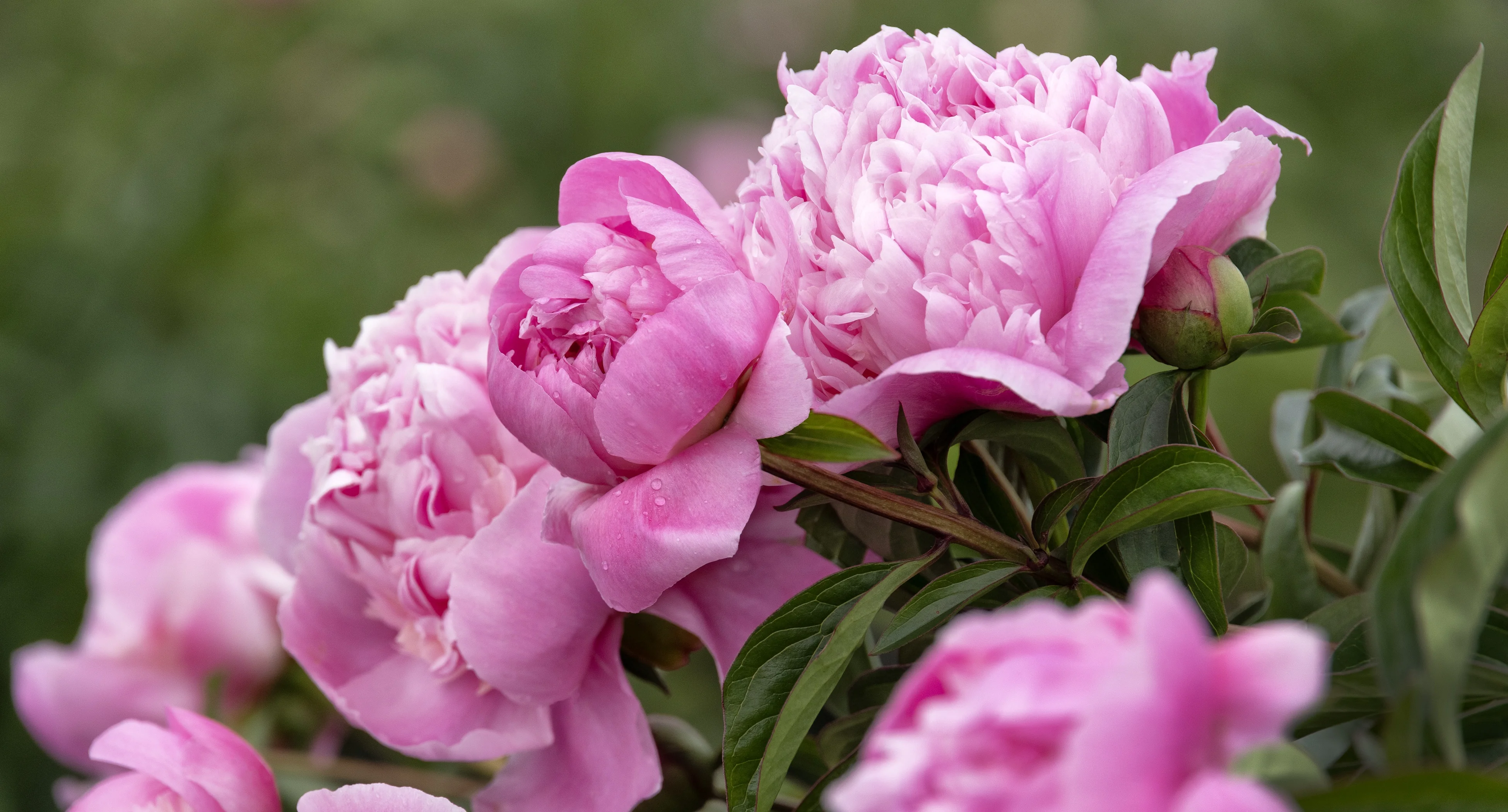 Lady Orchid Peony, Paeonia hybrid 'Lady Orchid', Monrovia Plant