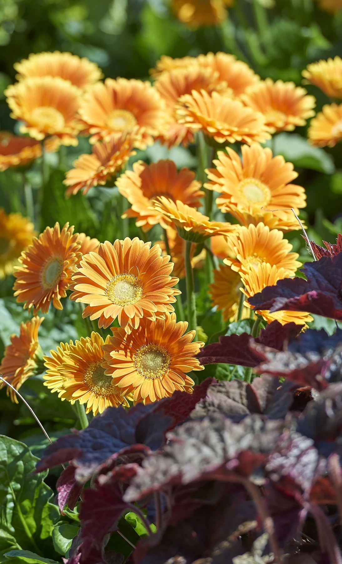 Garvinea® Sweet Caroline Gerbera Daisy, Gerbera 'Garsweetcaro'
