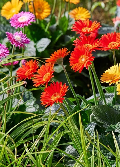 Garvinea® Sweet Love Gerbera Daisy, Gerbera 'Garswlove', Monrovia
