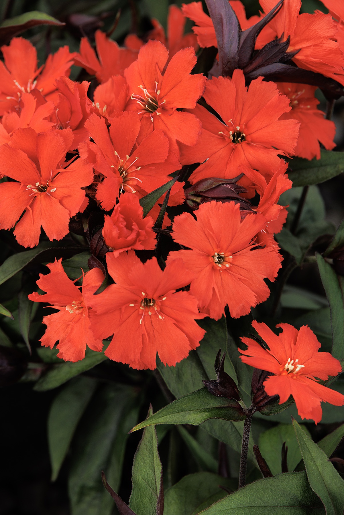 Lipstick Lychnis, Lychnis sieboldii 'Lipstick' PP #26,243, Monrovia Plant