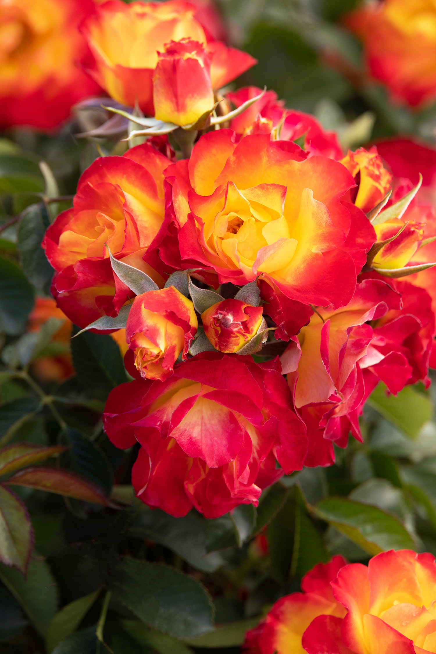 Light My Fire™ Rose, Rosa 'RIP24-77' PPAF, Monrovia Plant