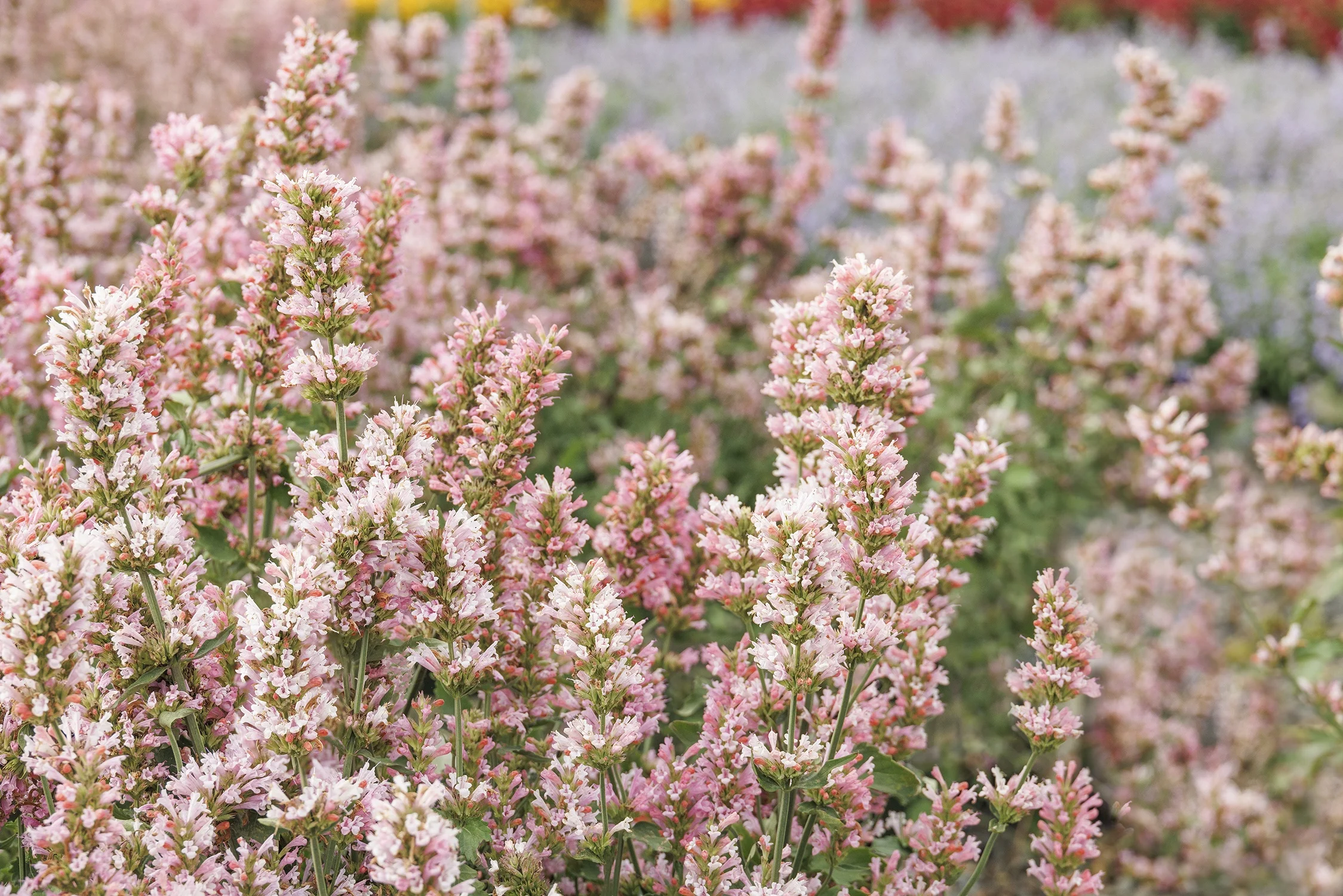 ©Monrovia, by Doreen Wynja