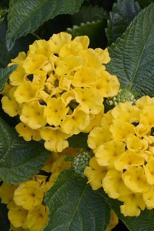 ©Monrovia, by Brandon Friend-Solis