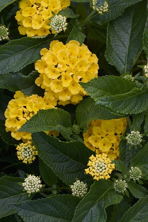 ©Monrovia, by Brandon Friend-Solis