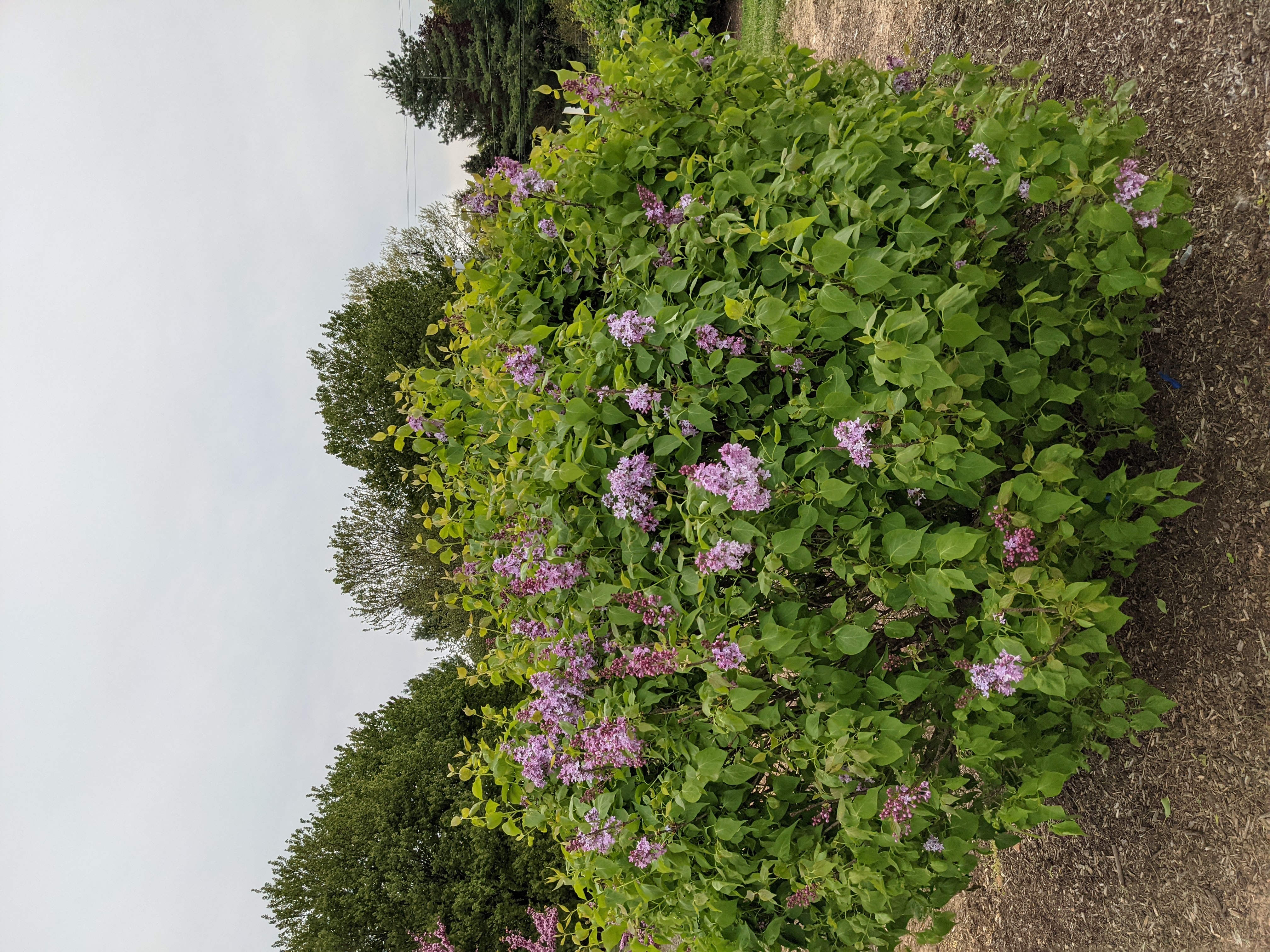 New Age™ Lavender Lilac, Syringa vulgaris 'G13099' PP #32,623
