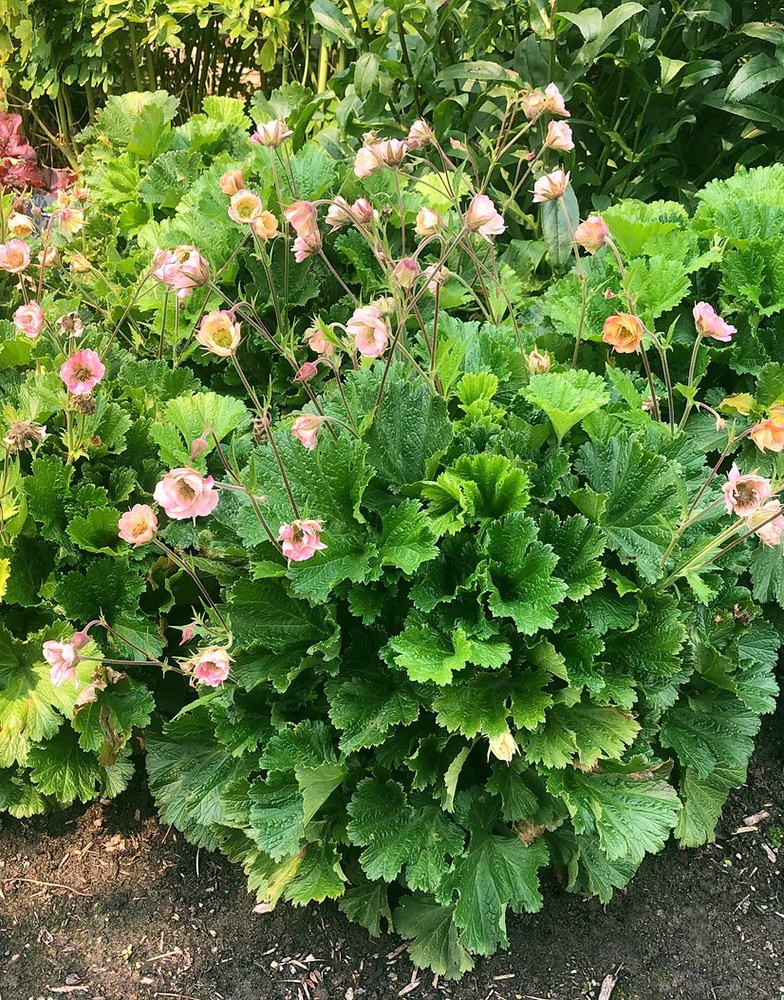 Pretticoats™ Peach Avens, Geum 'TNGEUPP' PP #31,208, Monrovia Plant