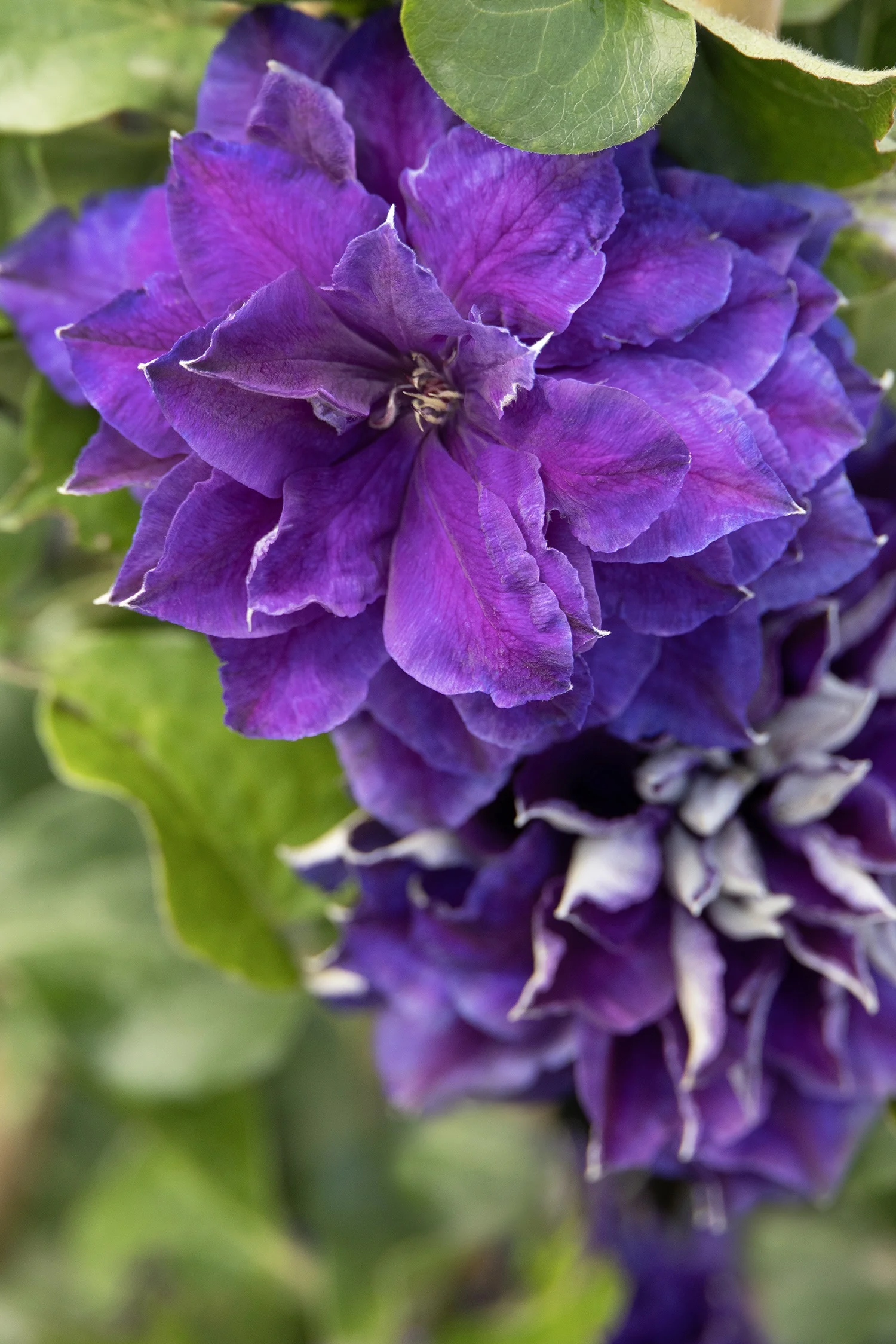 © Monrovia by Doreen Wynja