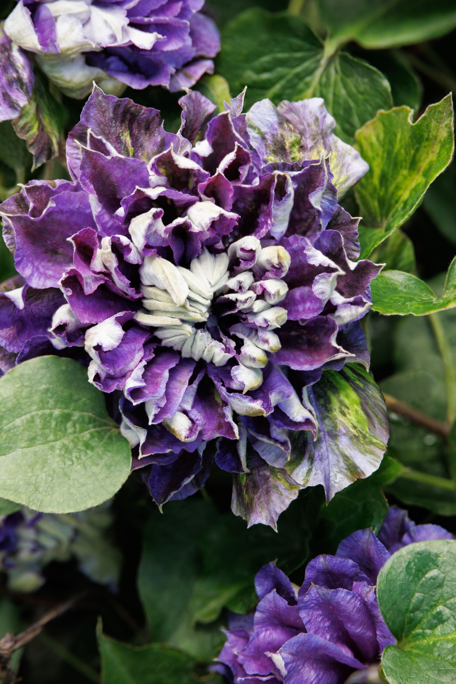 Frillseeker™ Clematis, Clematis 'Shin-Shigyoku QE', Monrovia Plant