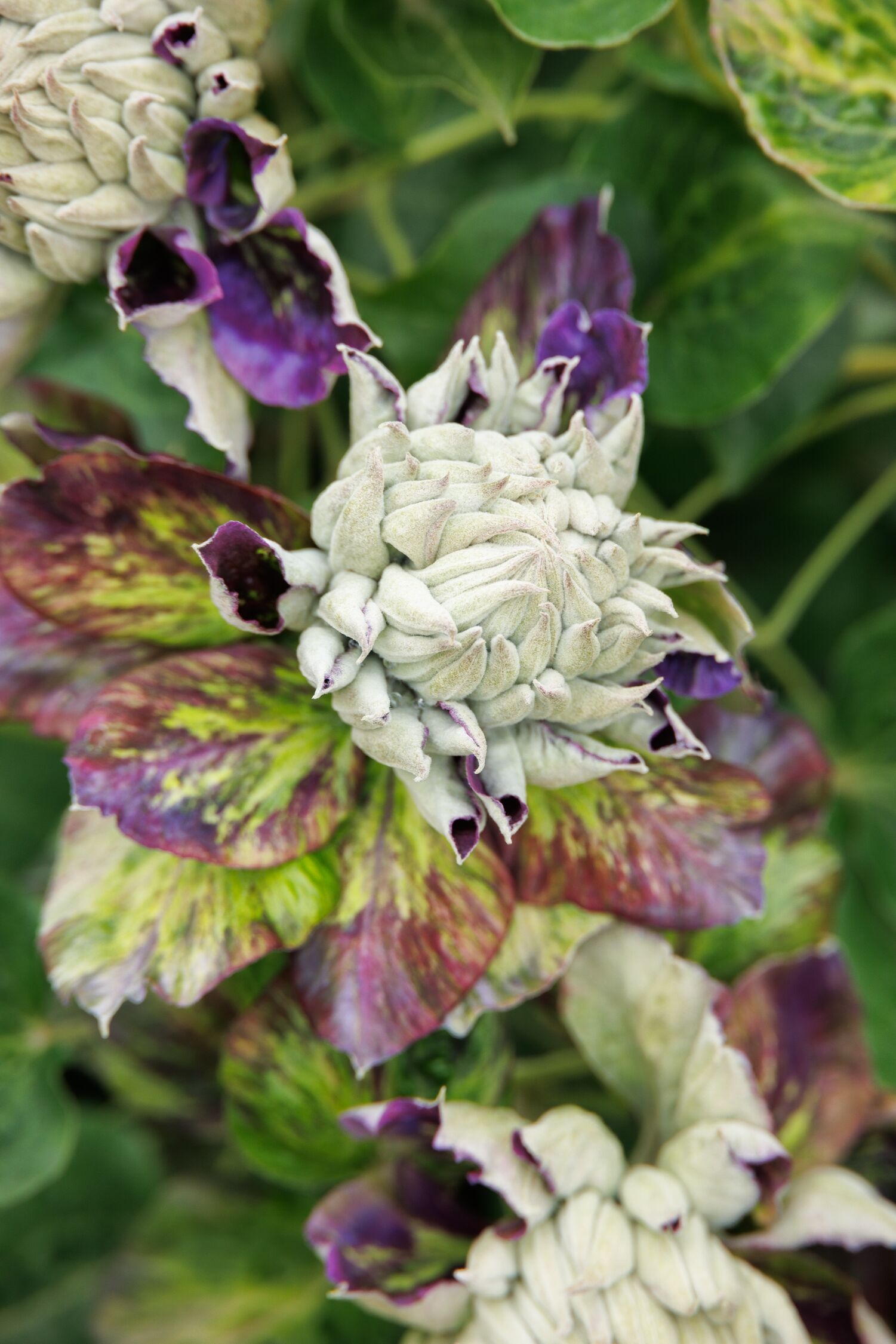Frillseeker™ Clematis, Clematis 'Shin-Shigyoku QE', Monrovia Plant