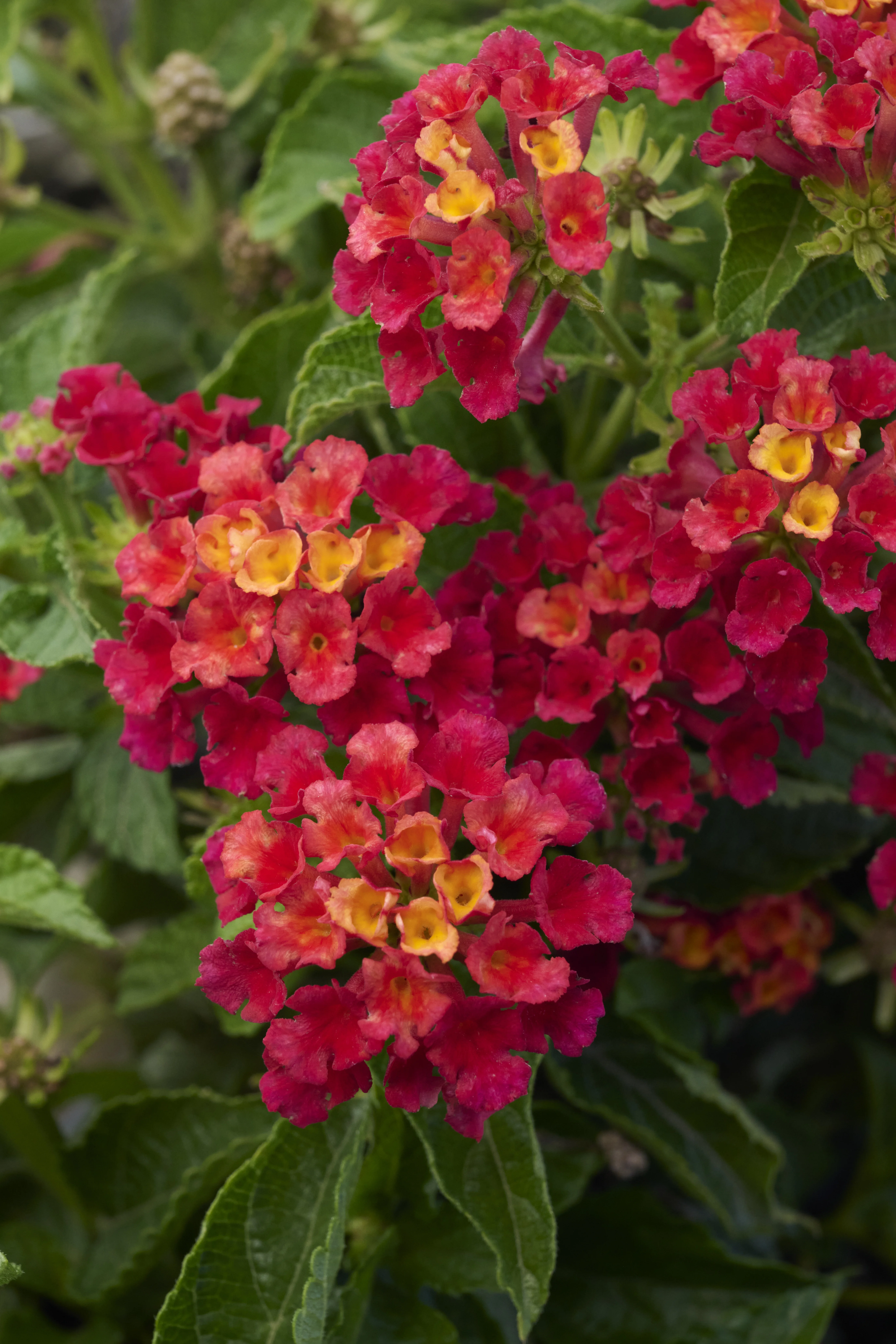 © Monrovia by Brandon Friend-Solis