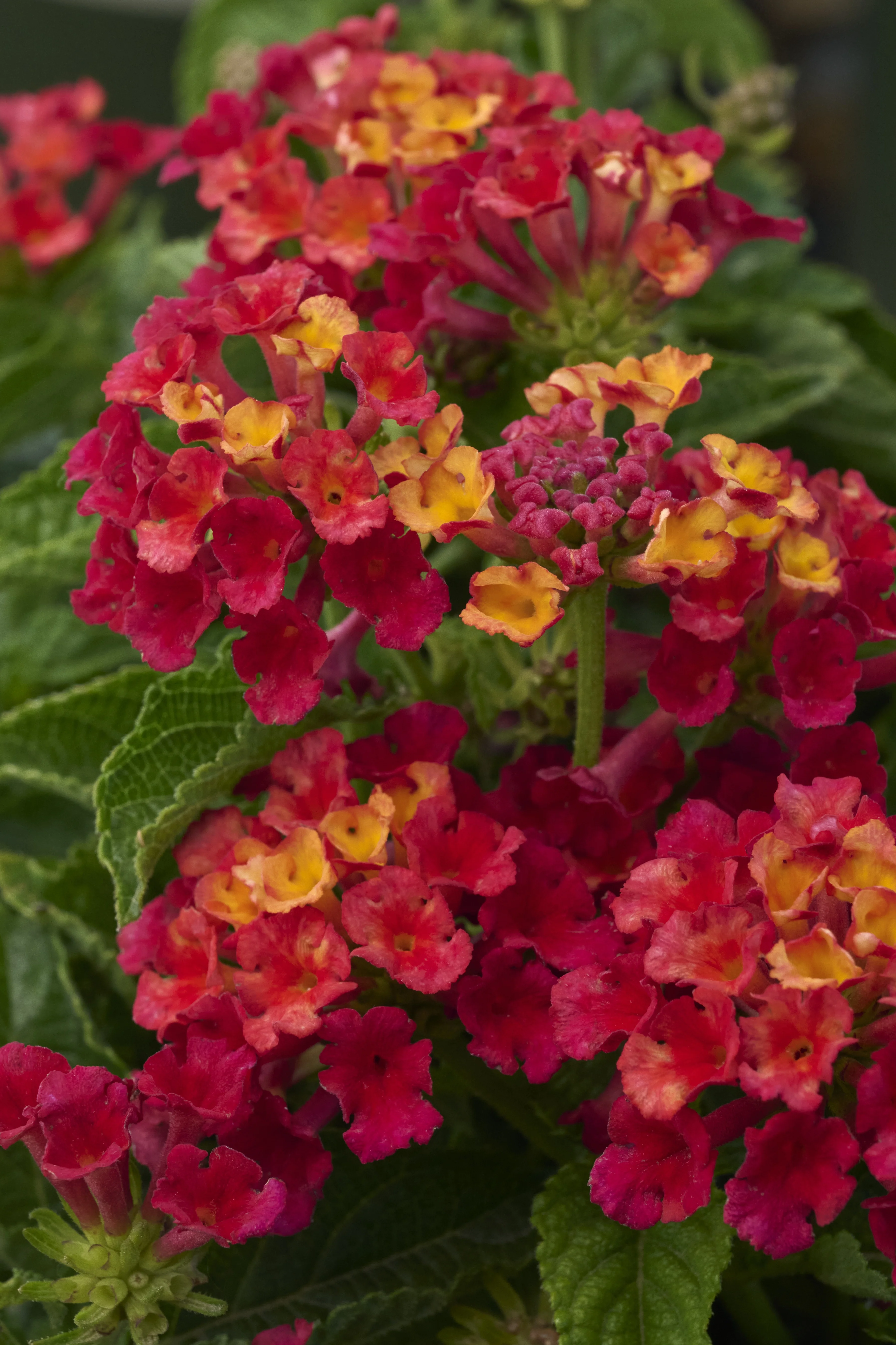 © Monrovia by Brandon Friend-Solis