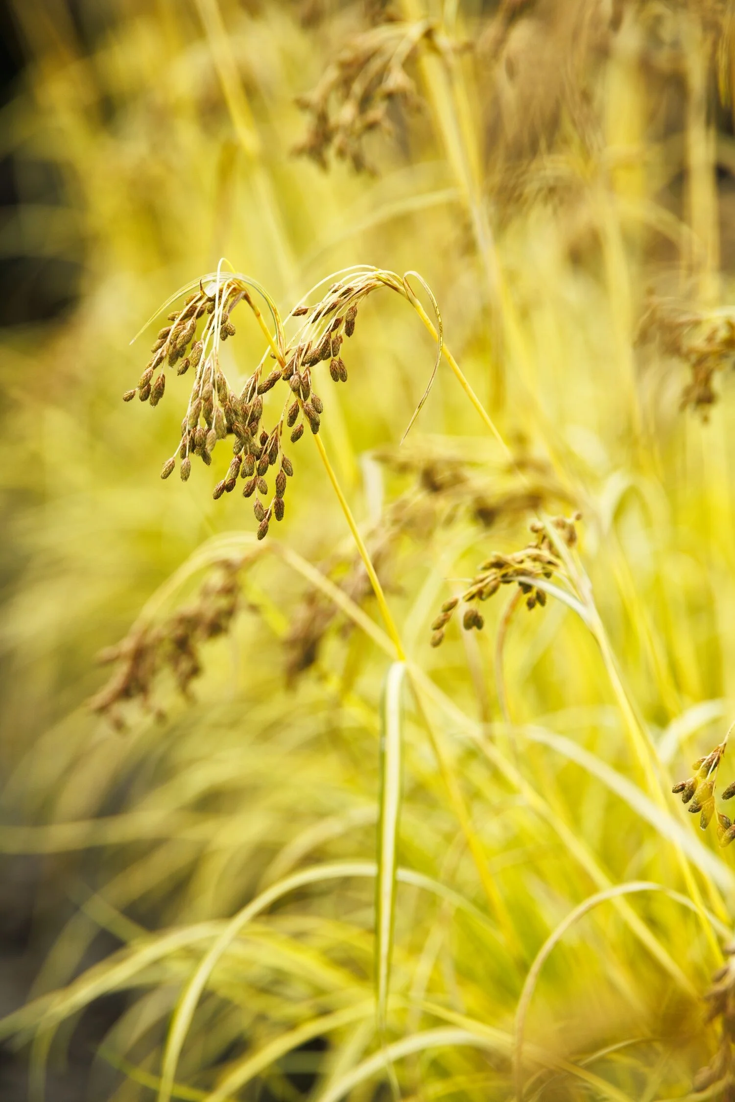 © Monrovia by Doreen Wynja 