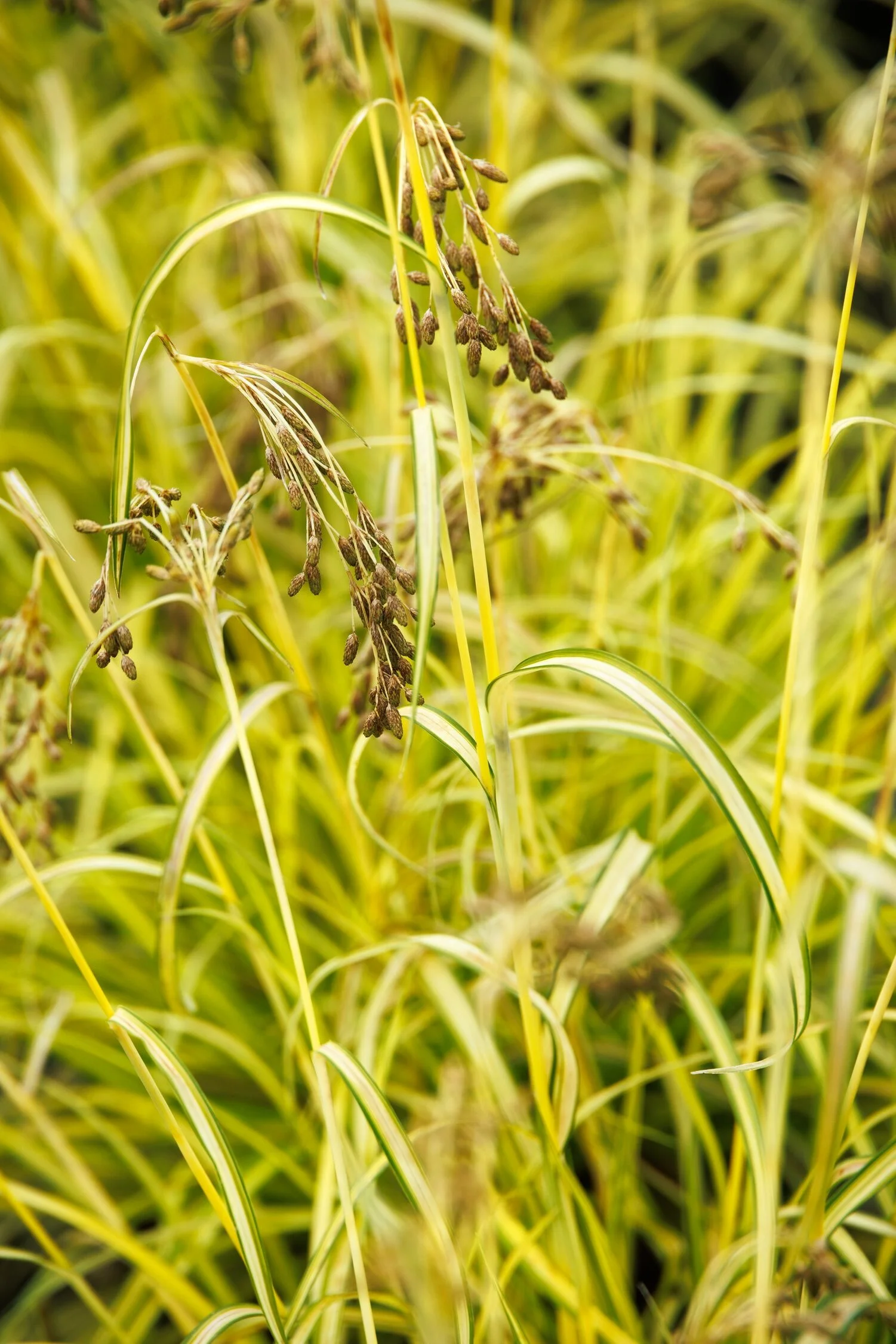 © Monrovia by Doreen Wynja