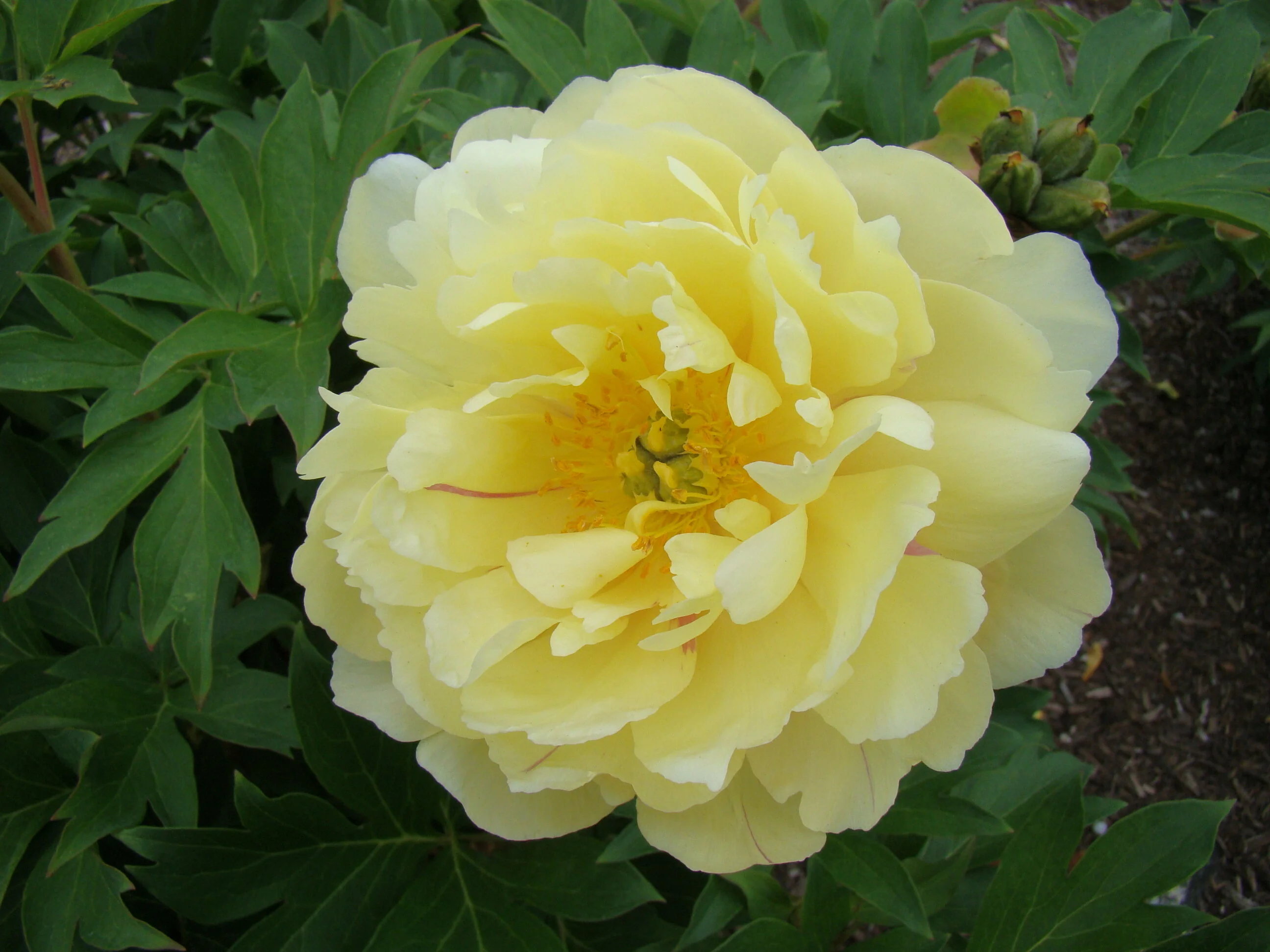 houseonthehill yellowflower ロンティ 80サイズ houseonthehill yellowflower ロンティ 80サイズ House on the Hill