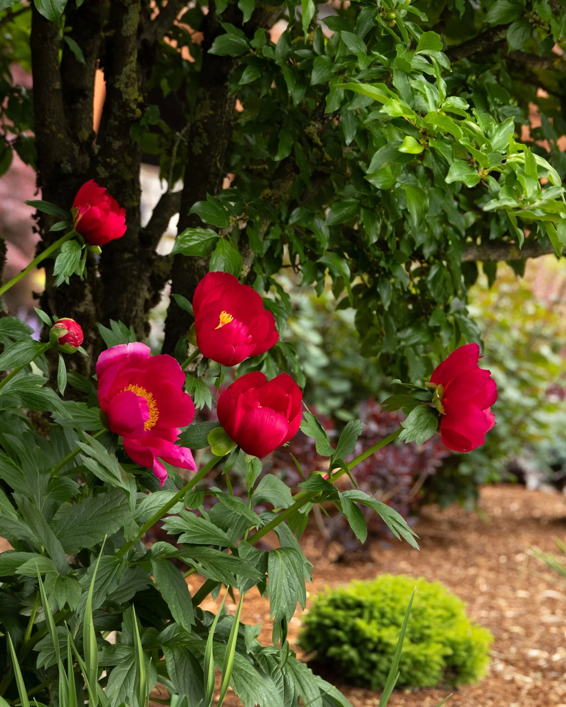 Garden Candy® Candy Apple™ Itoh Peony, Monrovia Plant