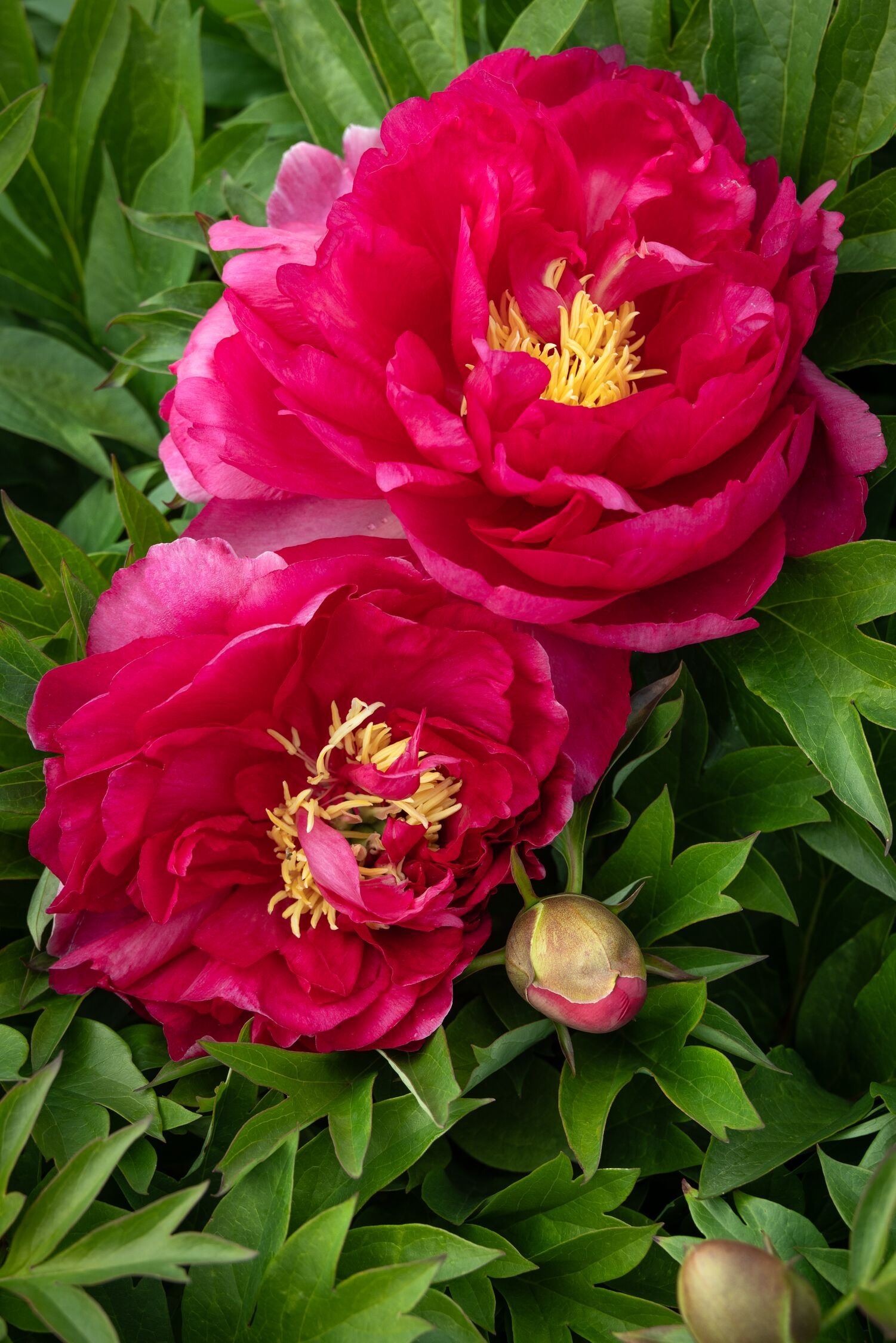 Garden Candy™ Candy Apple Itoh Peony, Monrovia Plant