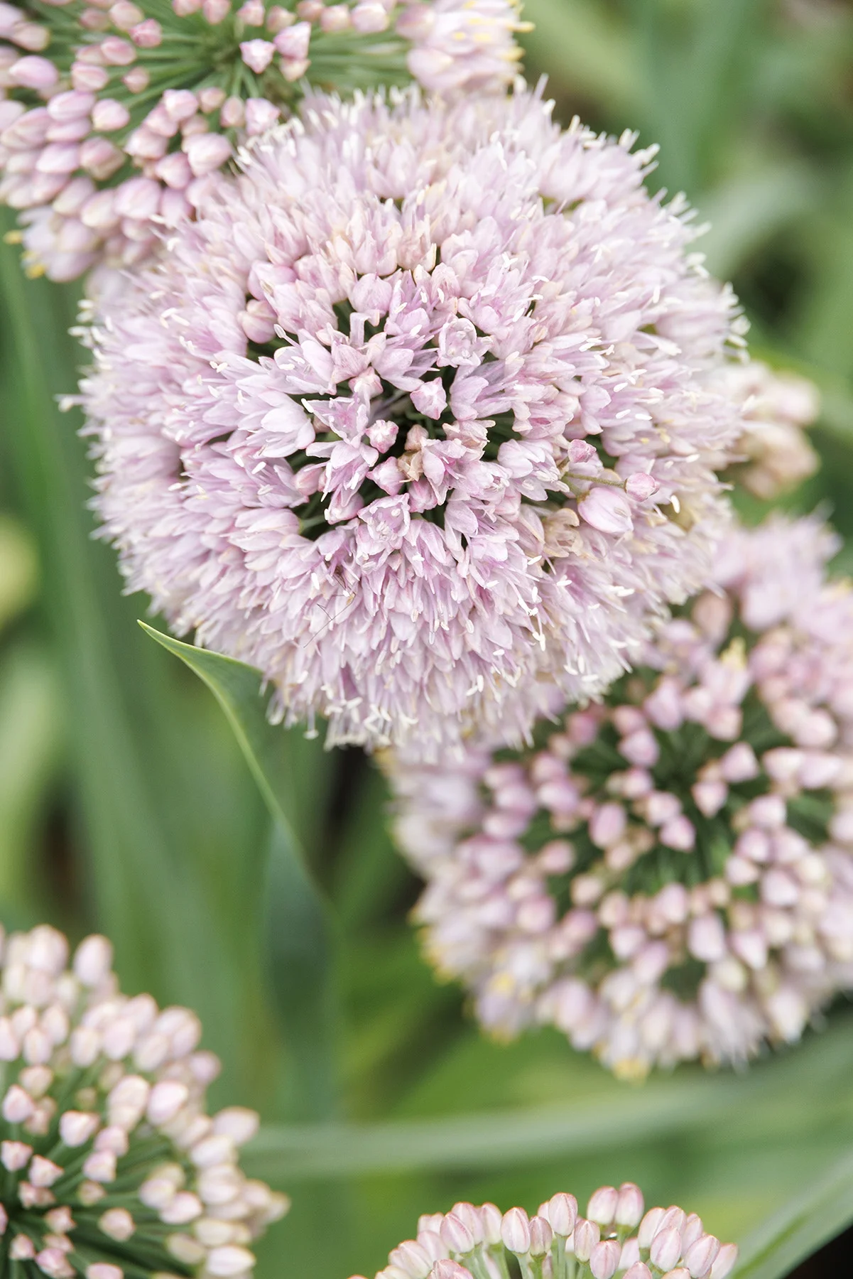 ©Monrovia, by Doreen Wynja