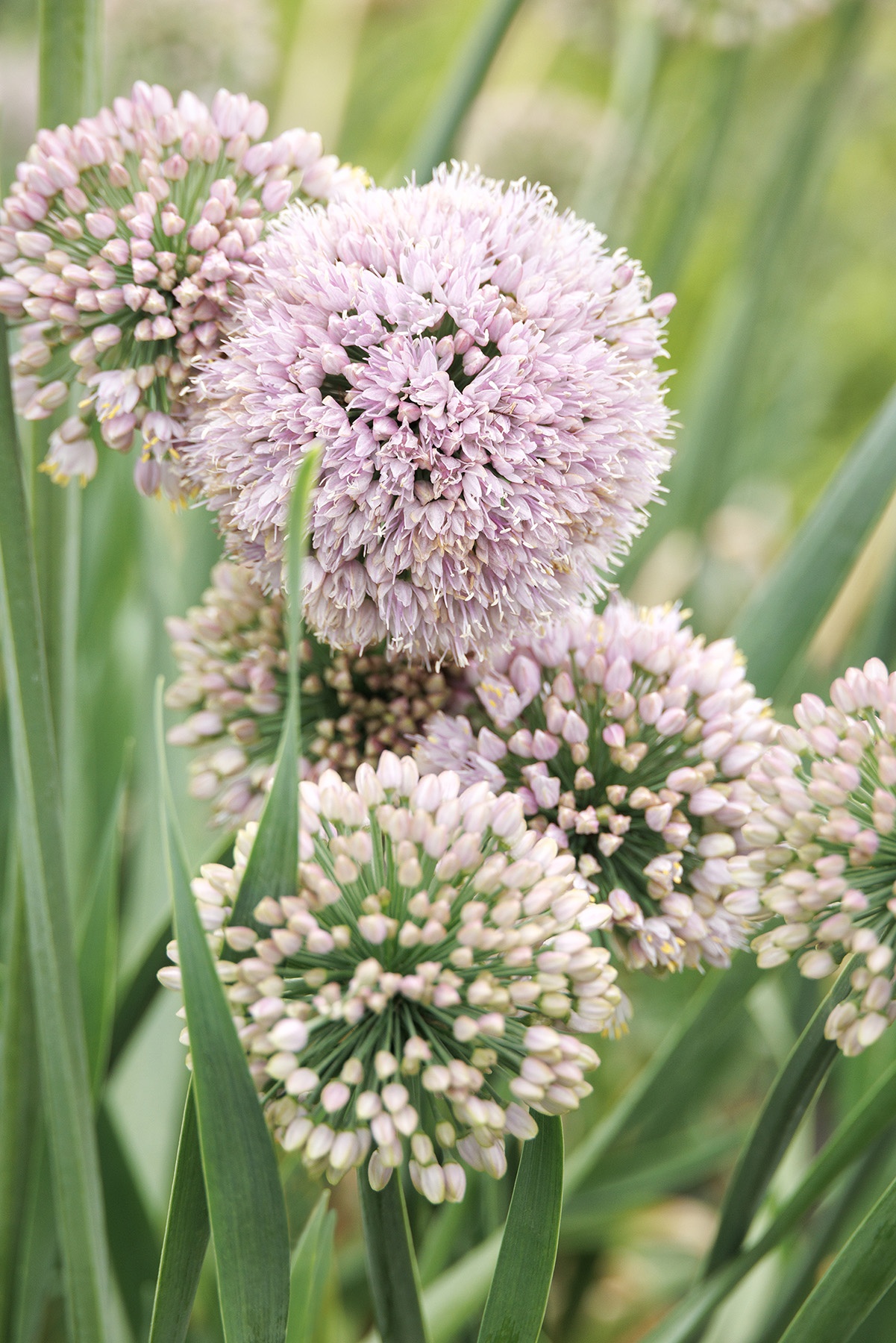 Bubble Bath Ornamental Onion, Allium 'Bubble Bath', Monrovia Plant