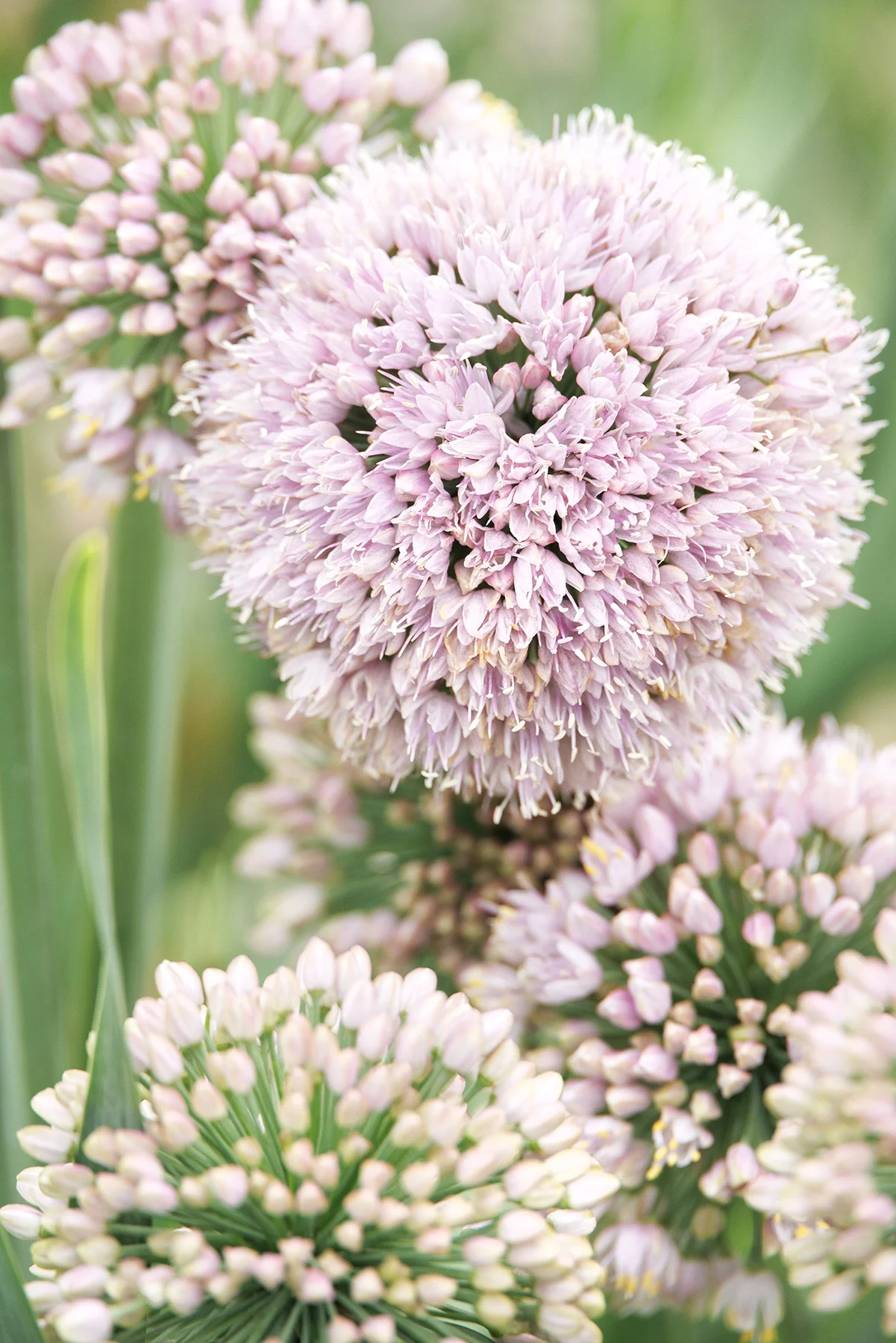 ©Monrovia, by Doreen Wynja