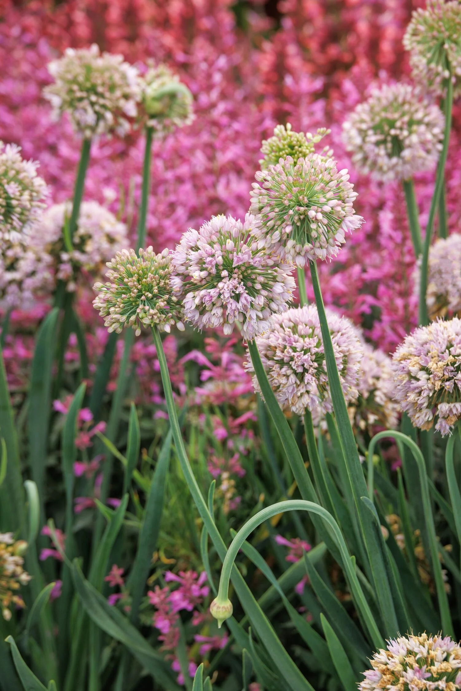 © Monrovia by Doreen Wynja