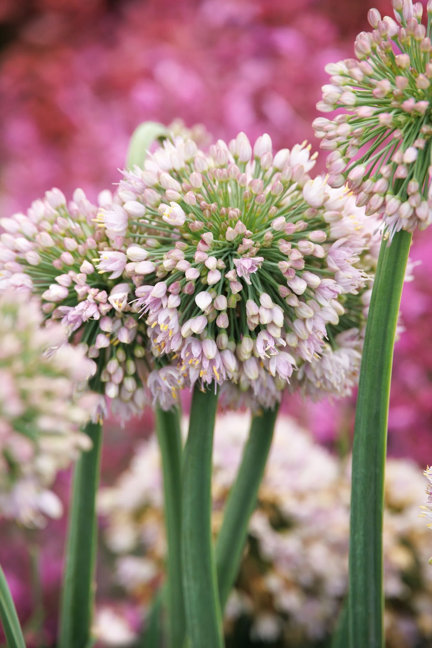 © Monrovia by Doreen Wynja