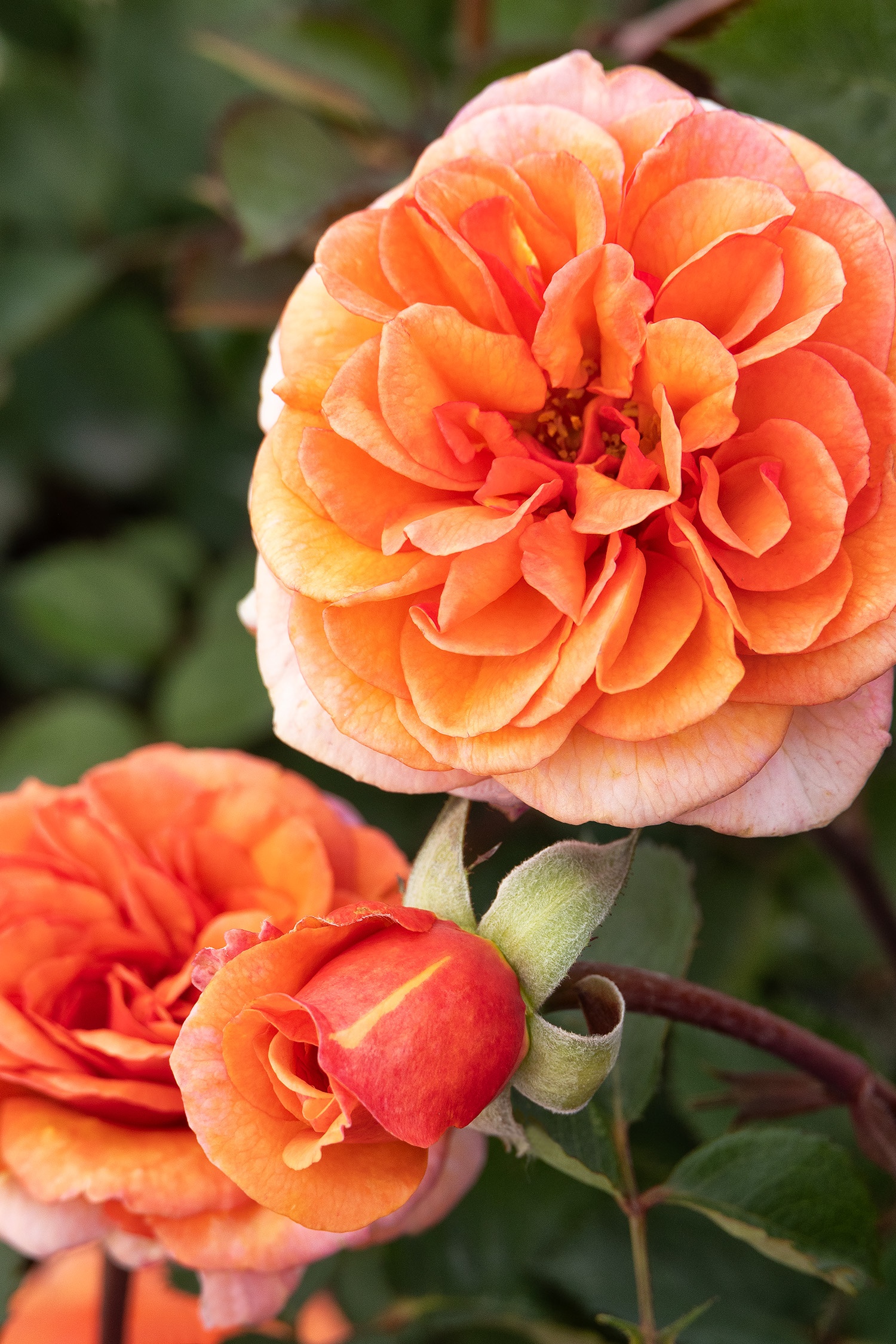 Eau De Parfum® Bliss Rose