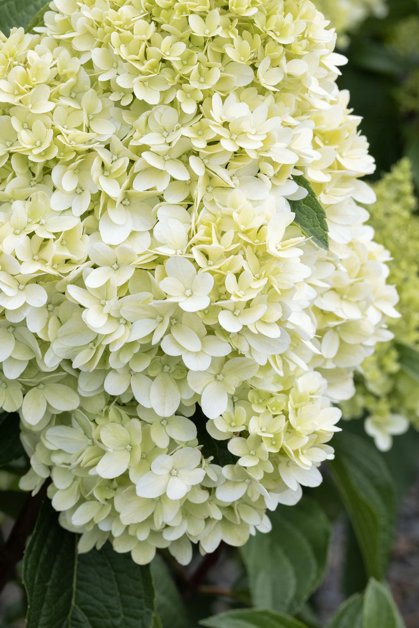 Sweet Starlight™ Hydrangea, Hydrangea paniculata 'Pan1782hydr' PP