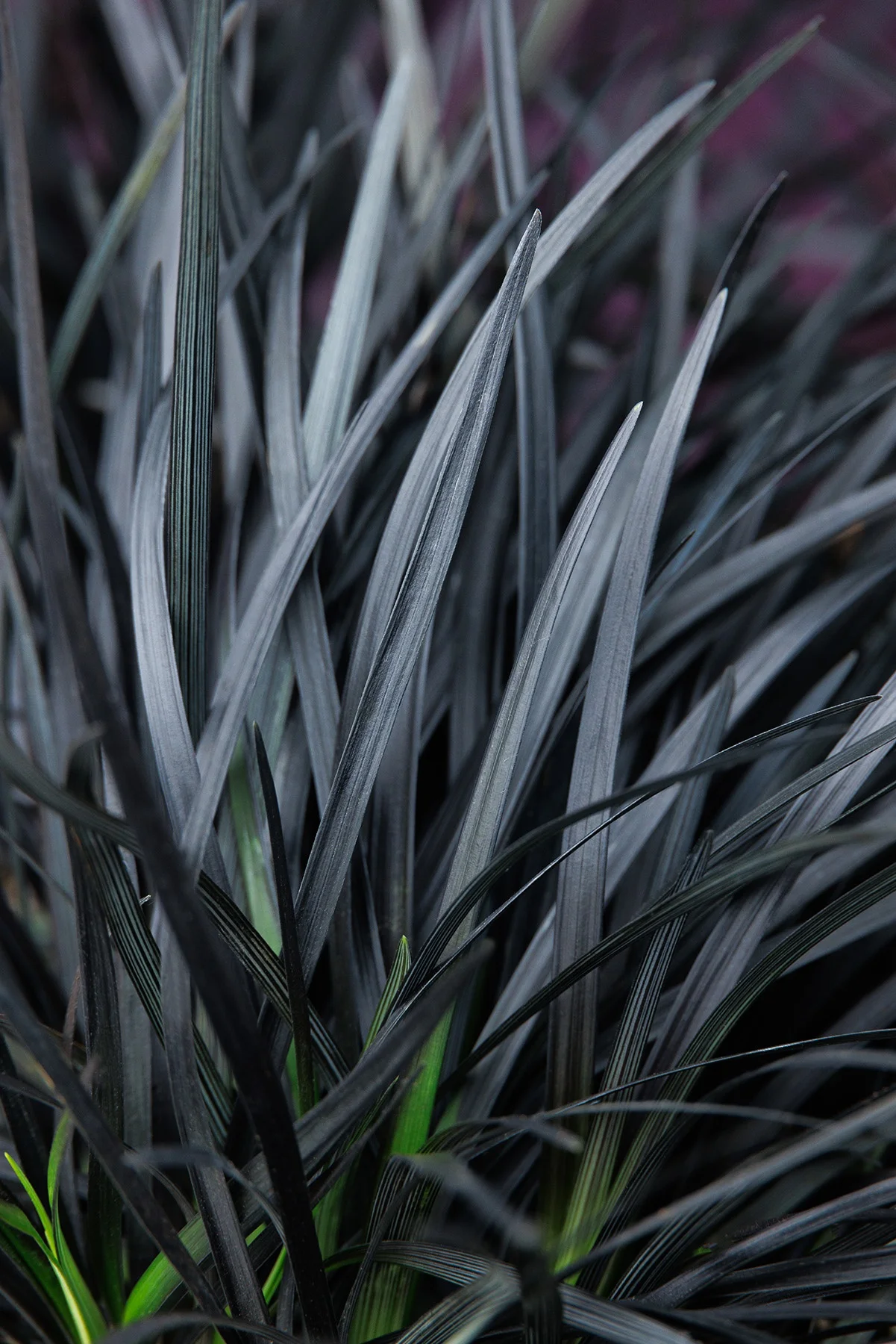 © Monrovia by Doreen Wynja