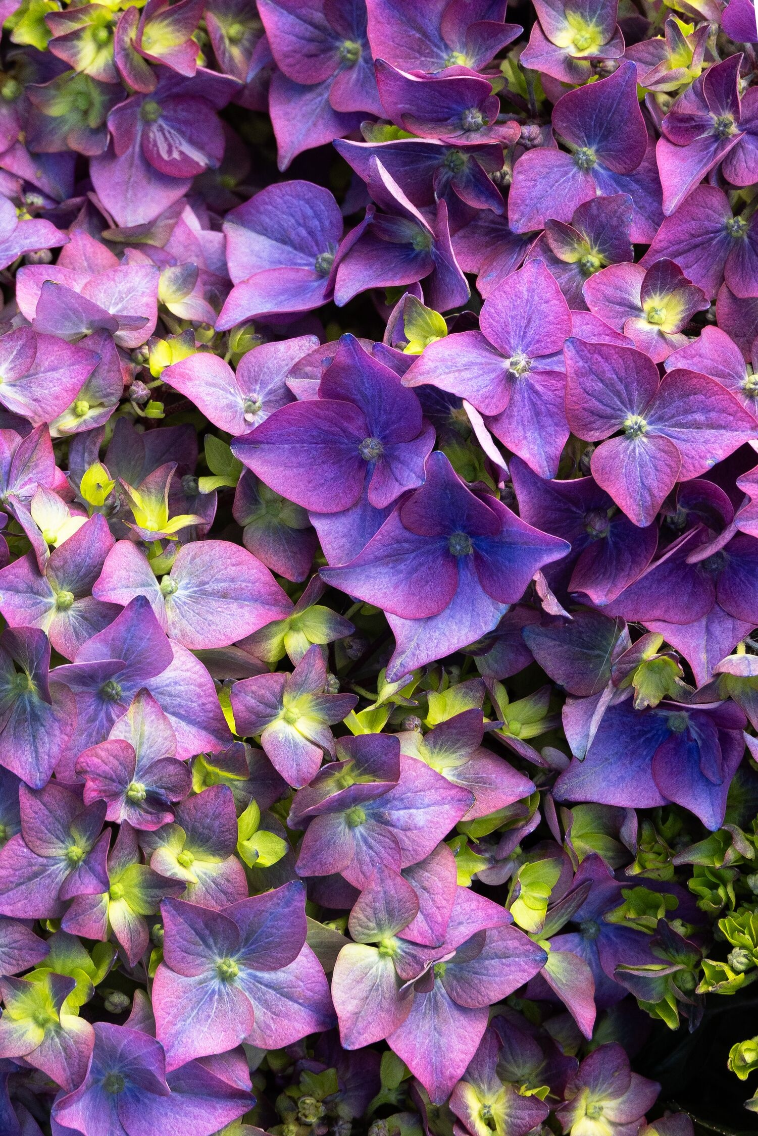 Seaside Serenade® Pebble Beach Hydrangea, Monrovia Plant