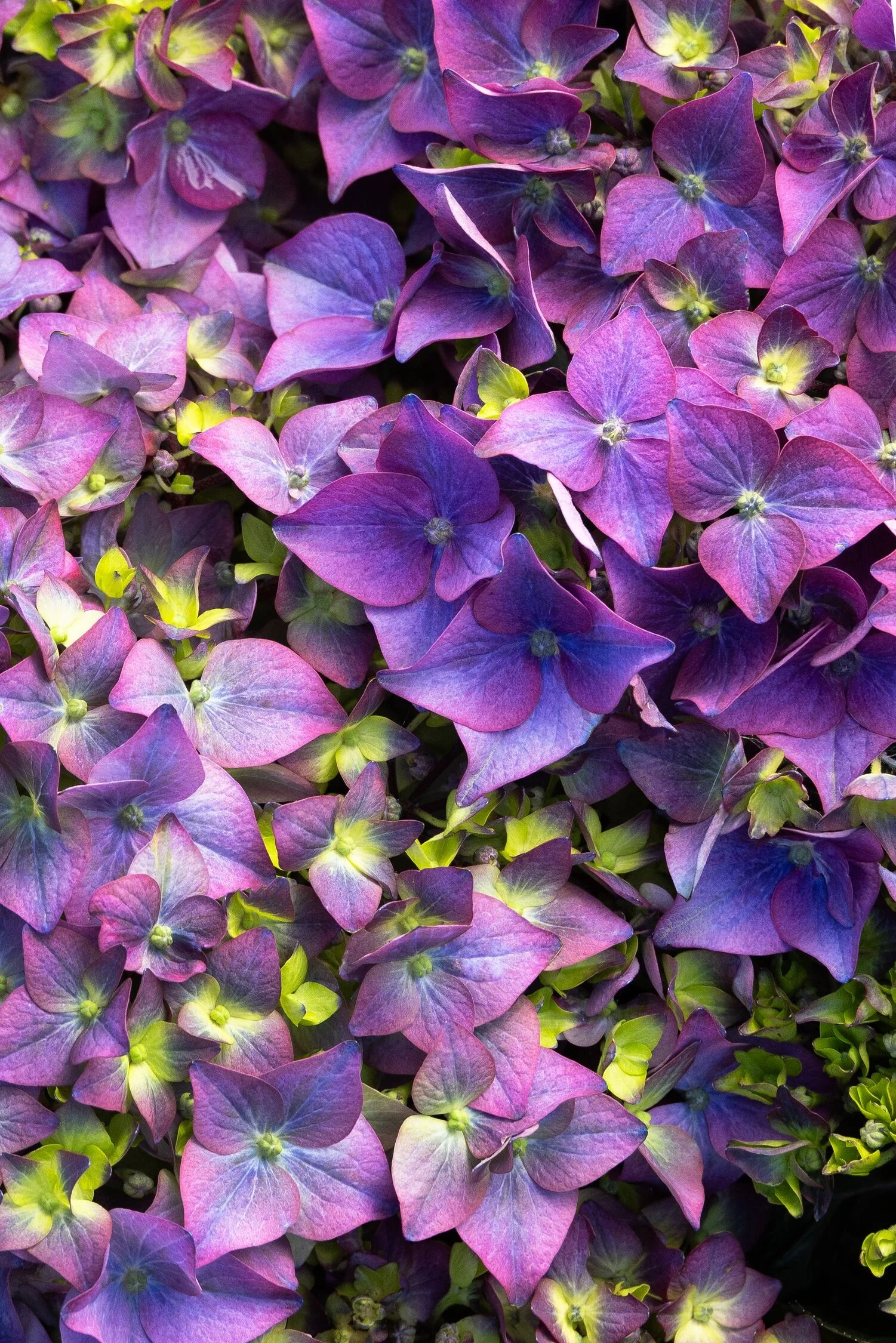 © Monrovia by Doreen Wynja