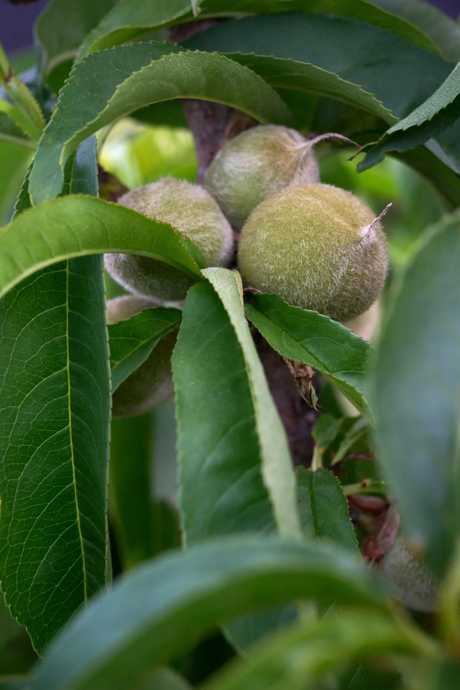 © Monrovia by Brandon Friend-Solis