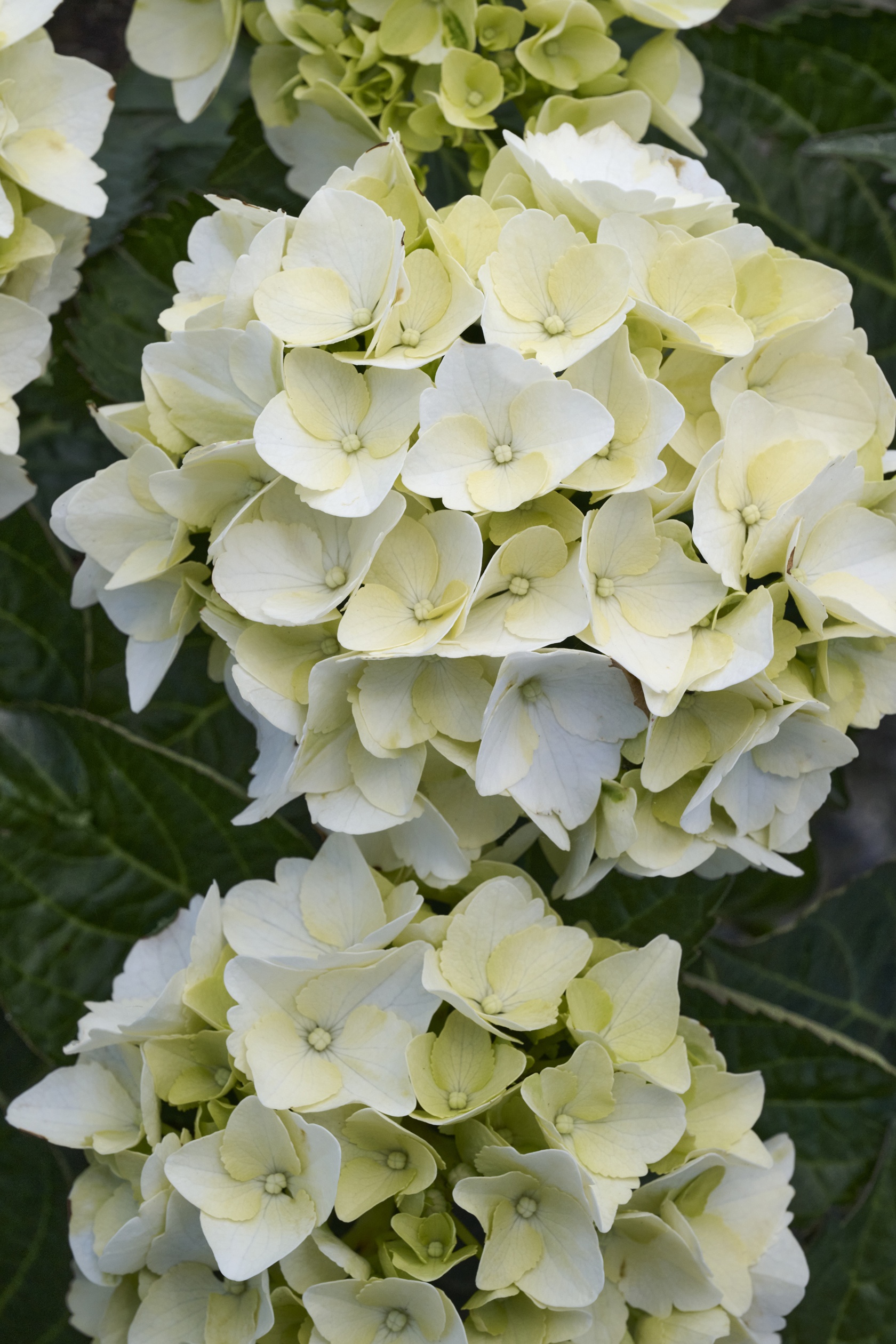 My Beautiful Akito Hydrangea, Hydrangea macrophylla 'Akito' PPAF