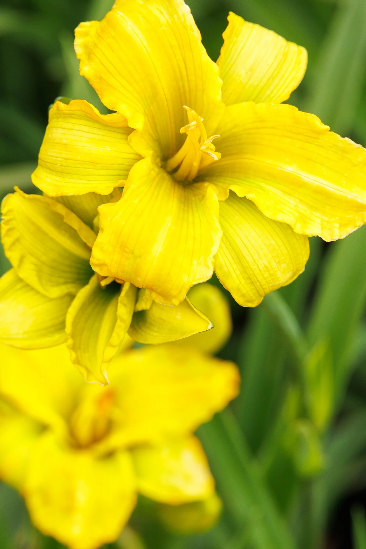 © Monrovia by Doreen Wynja