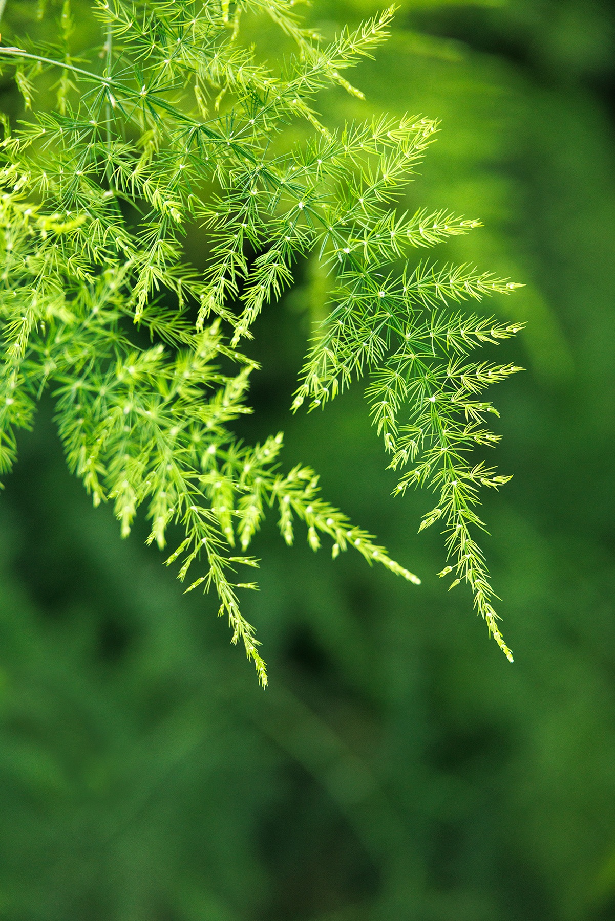 Climbing Asparagus Fern, Asparagus plumosus, Monrovia Plant