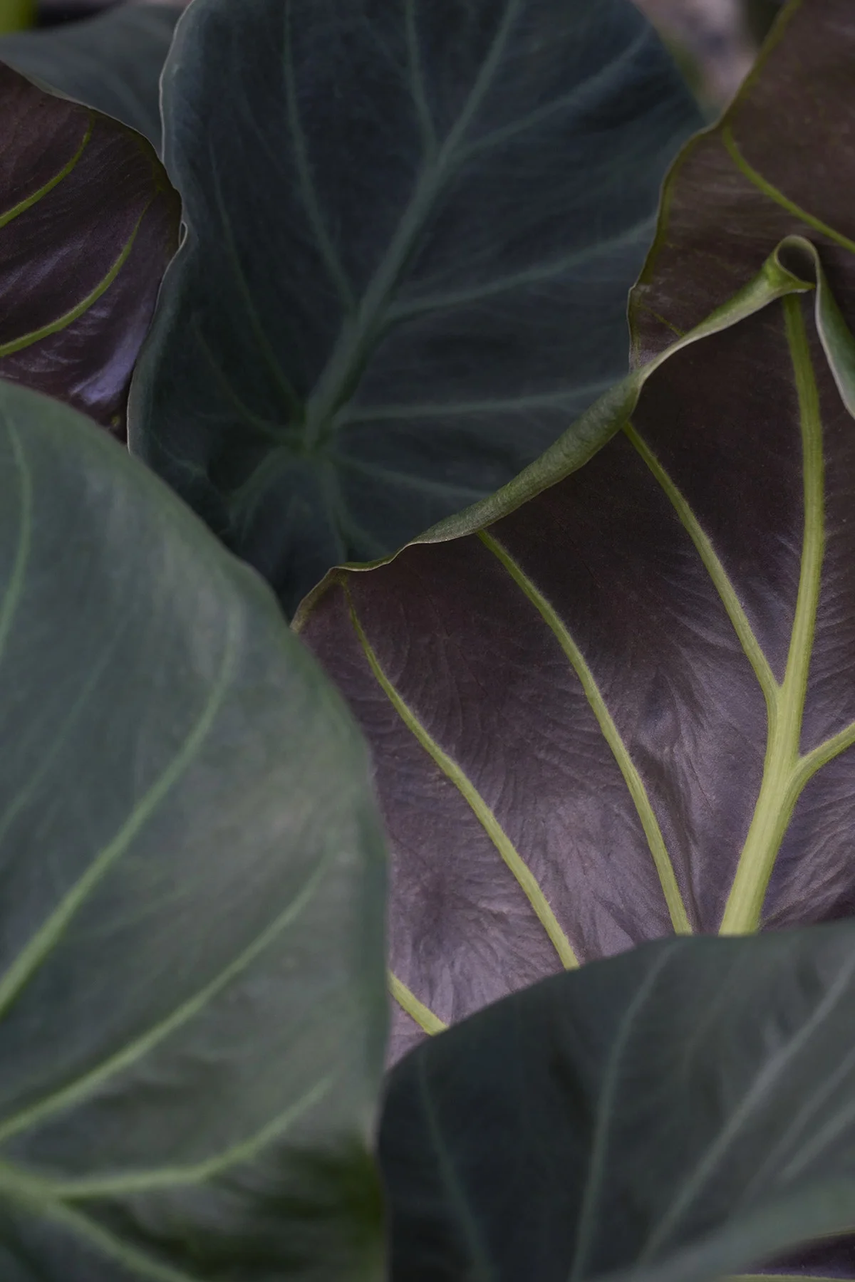 © Monrovia by Brandon Friend-Solis