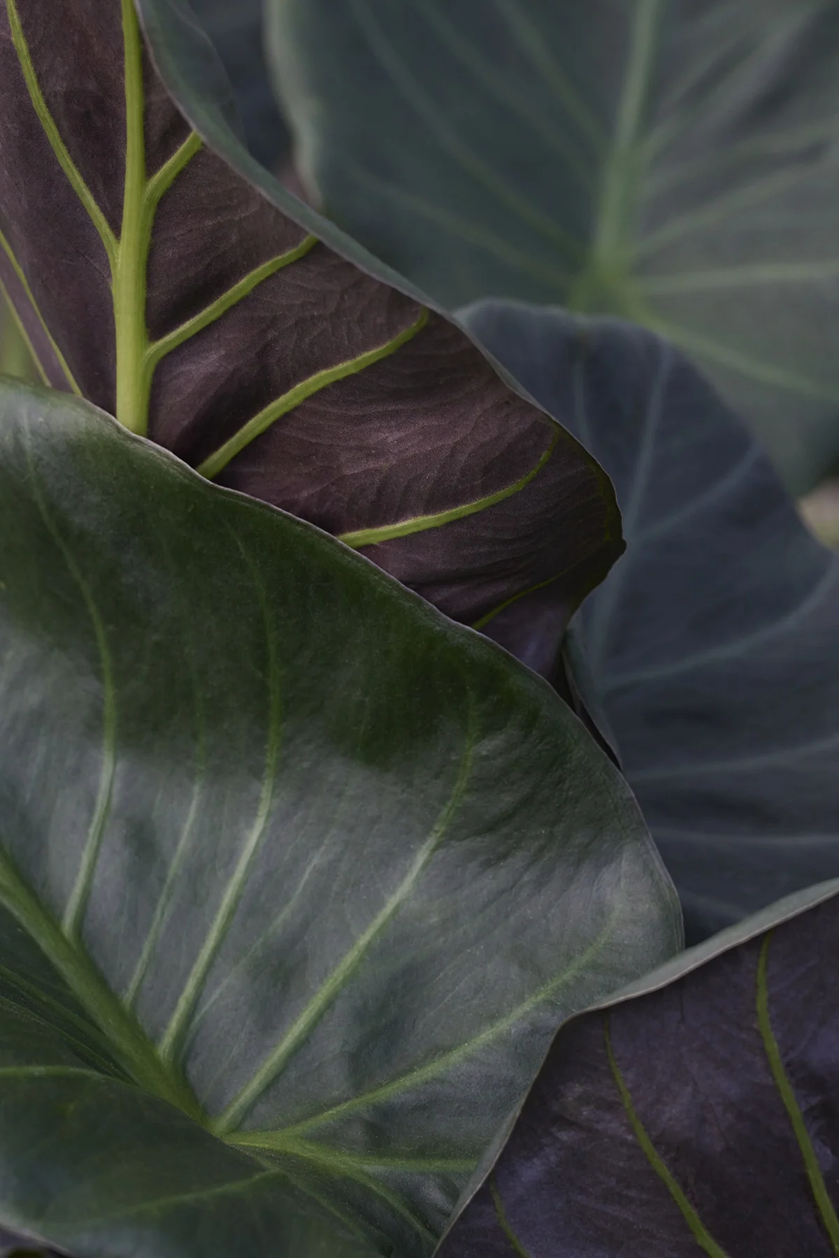 © Monrovia by Brandon Friend-Solis