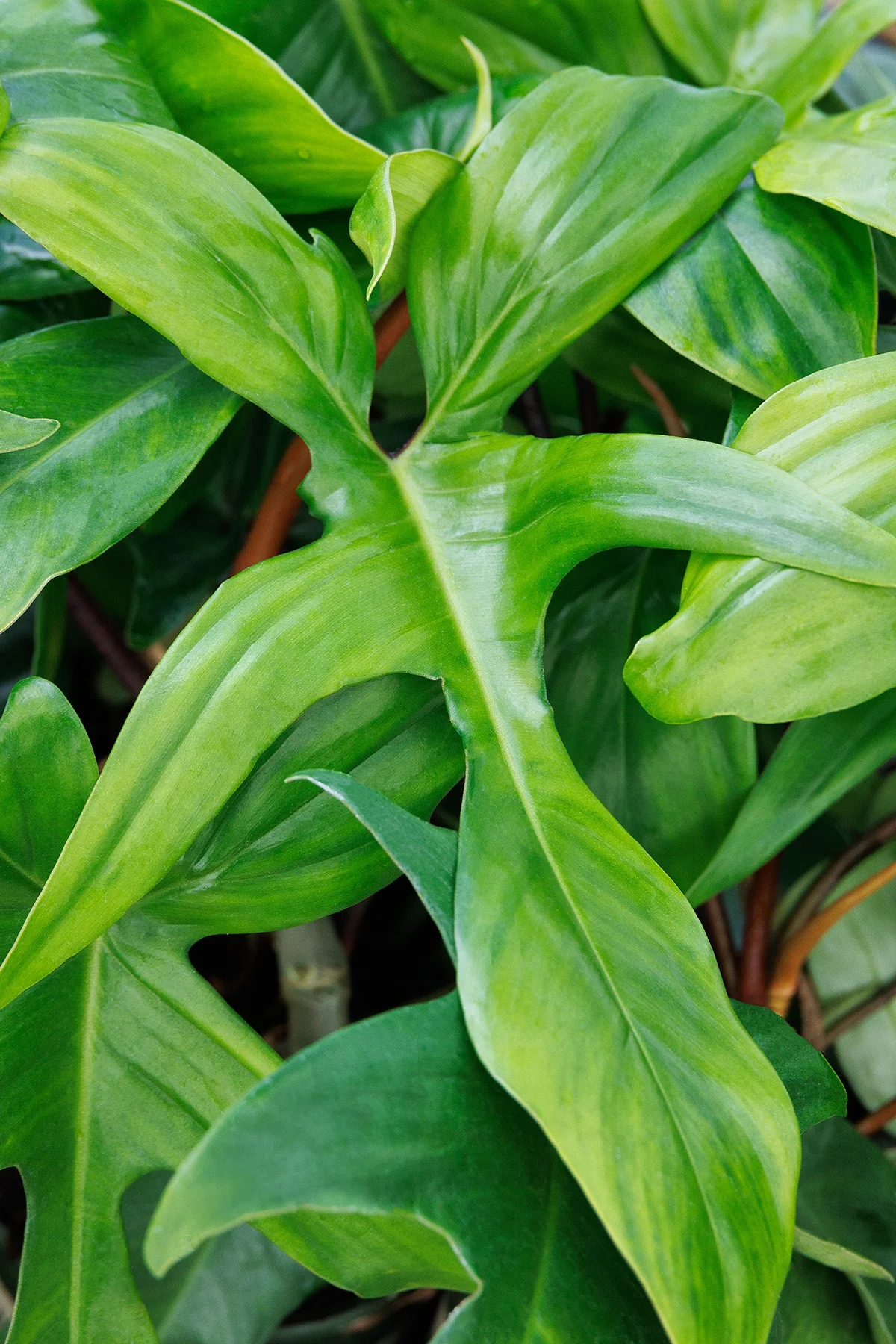 © Monrovia by Doreen Wynja