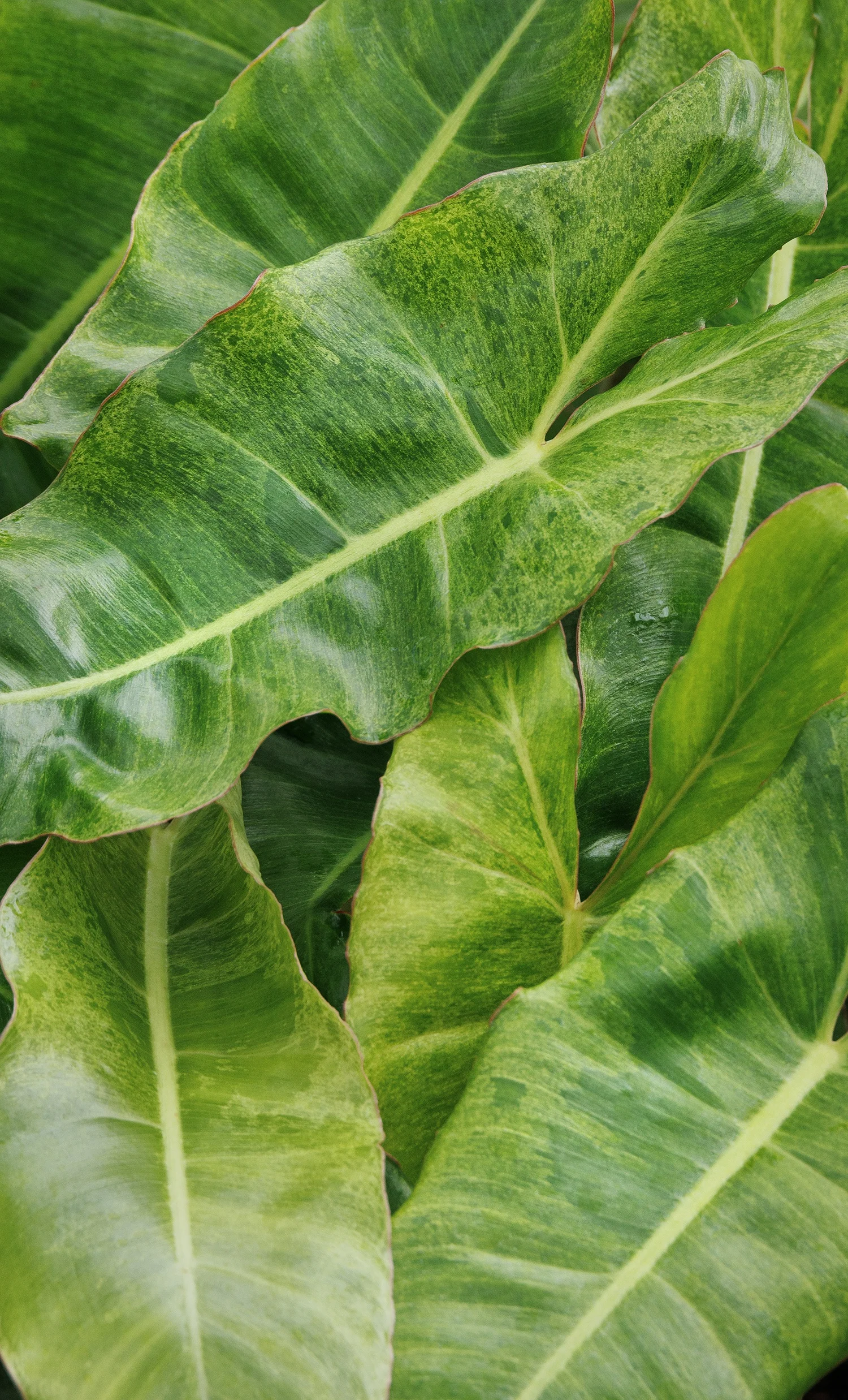 © Monrovia by Doreen Wynja