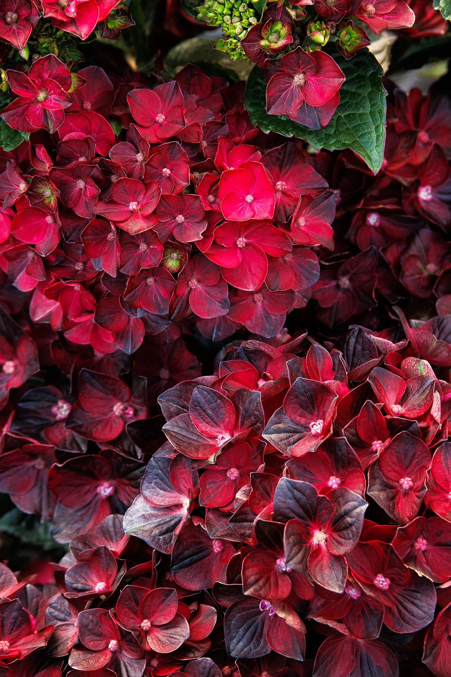 © Monrovia by Doreen Wynja