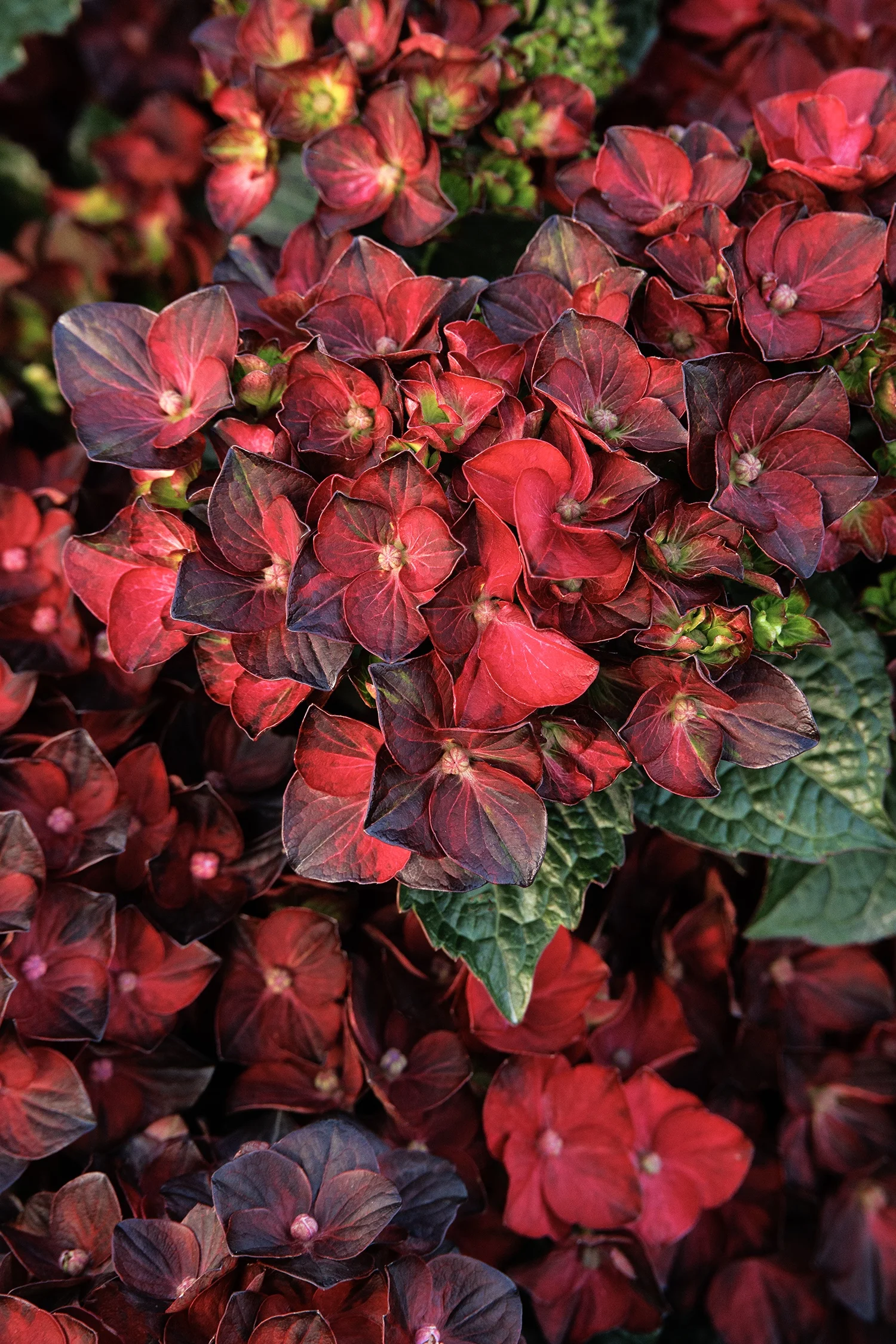 © Monrovia by Doreen Wynja