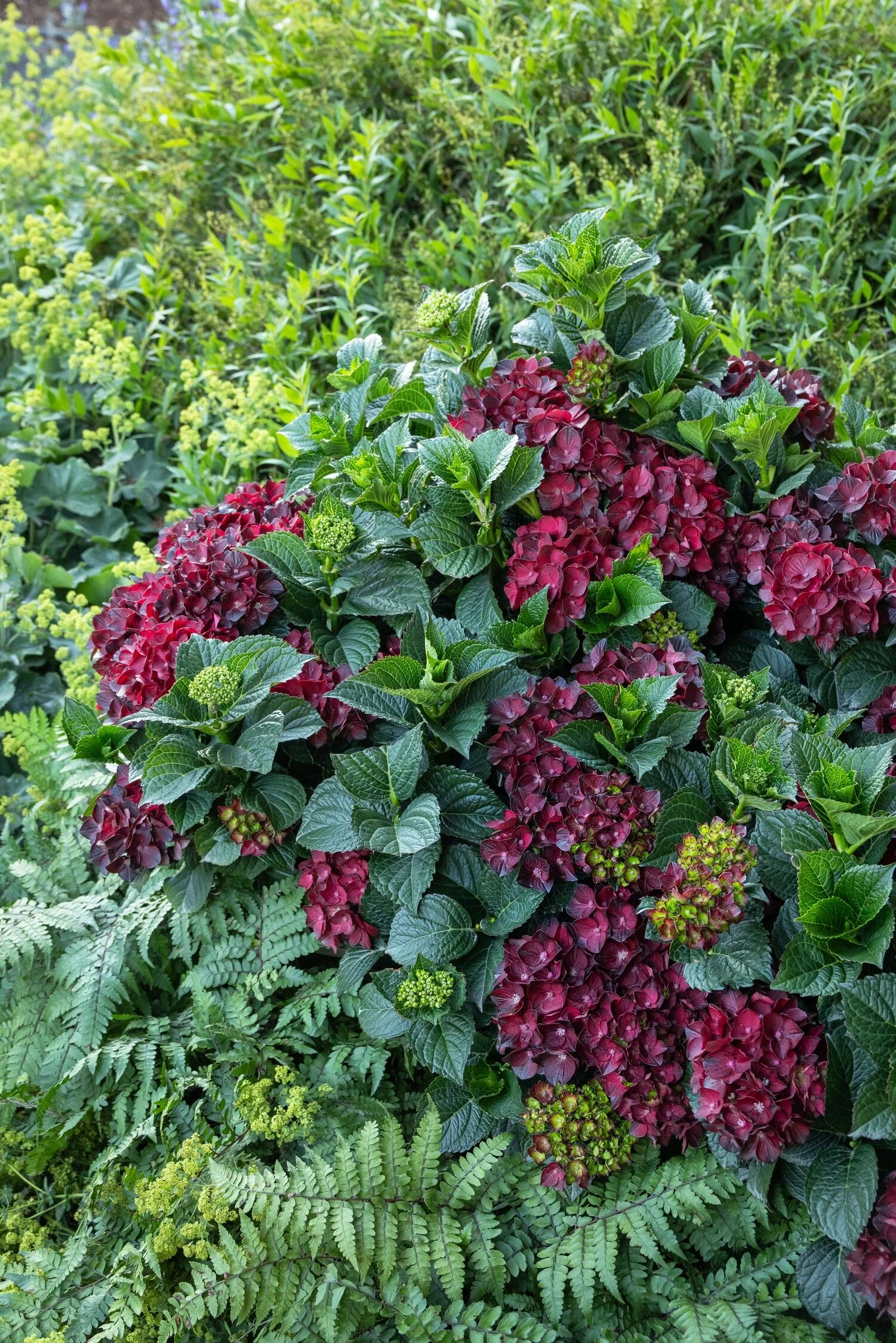 © Monrovia by Doreen Wynja 