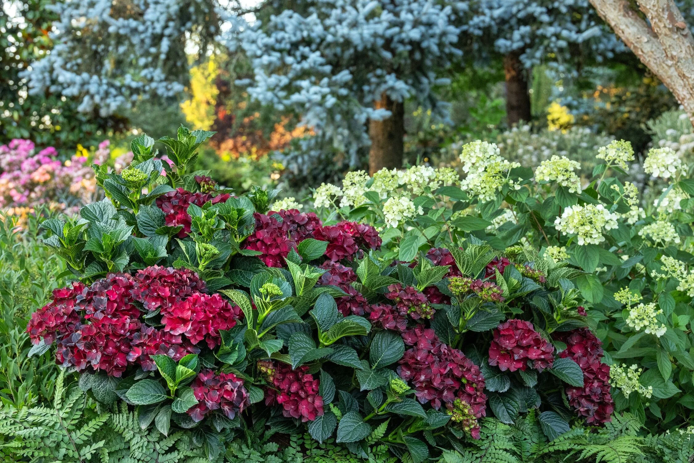 © Monrovia by Doreen Wynja