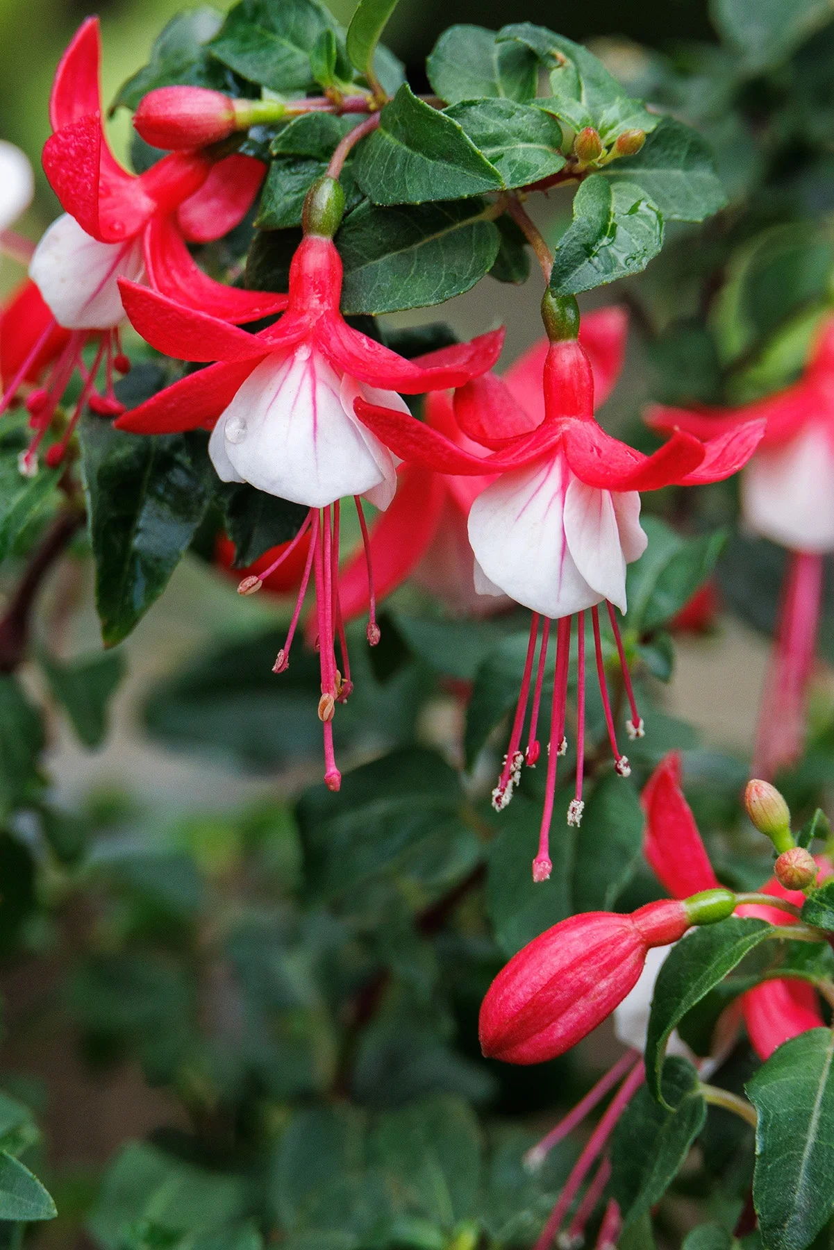 © Monrovia by Doreen Wynja