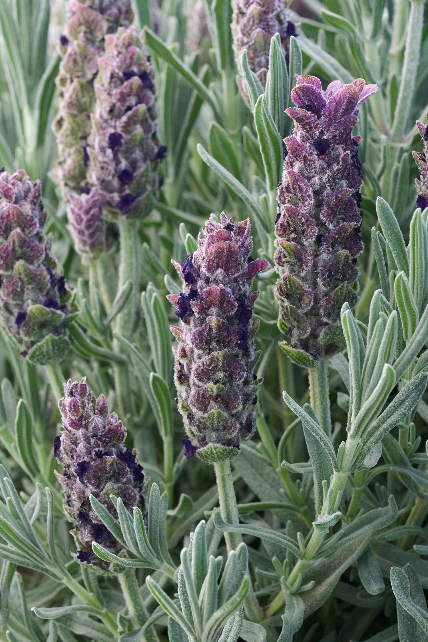Anouk Purple Flare Spanish Lavender, Monrovia Plant
