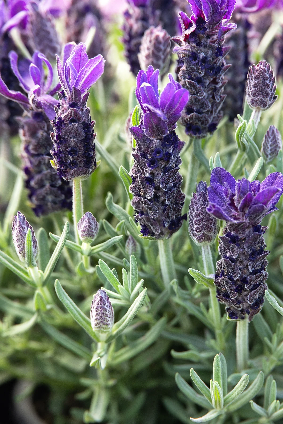 © Monrovia by Doreen Wynja